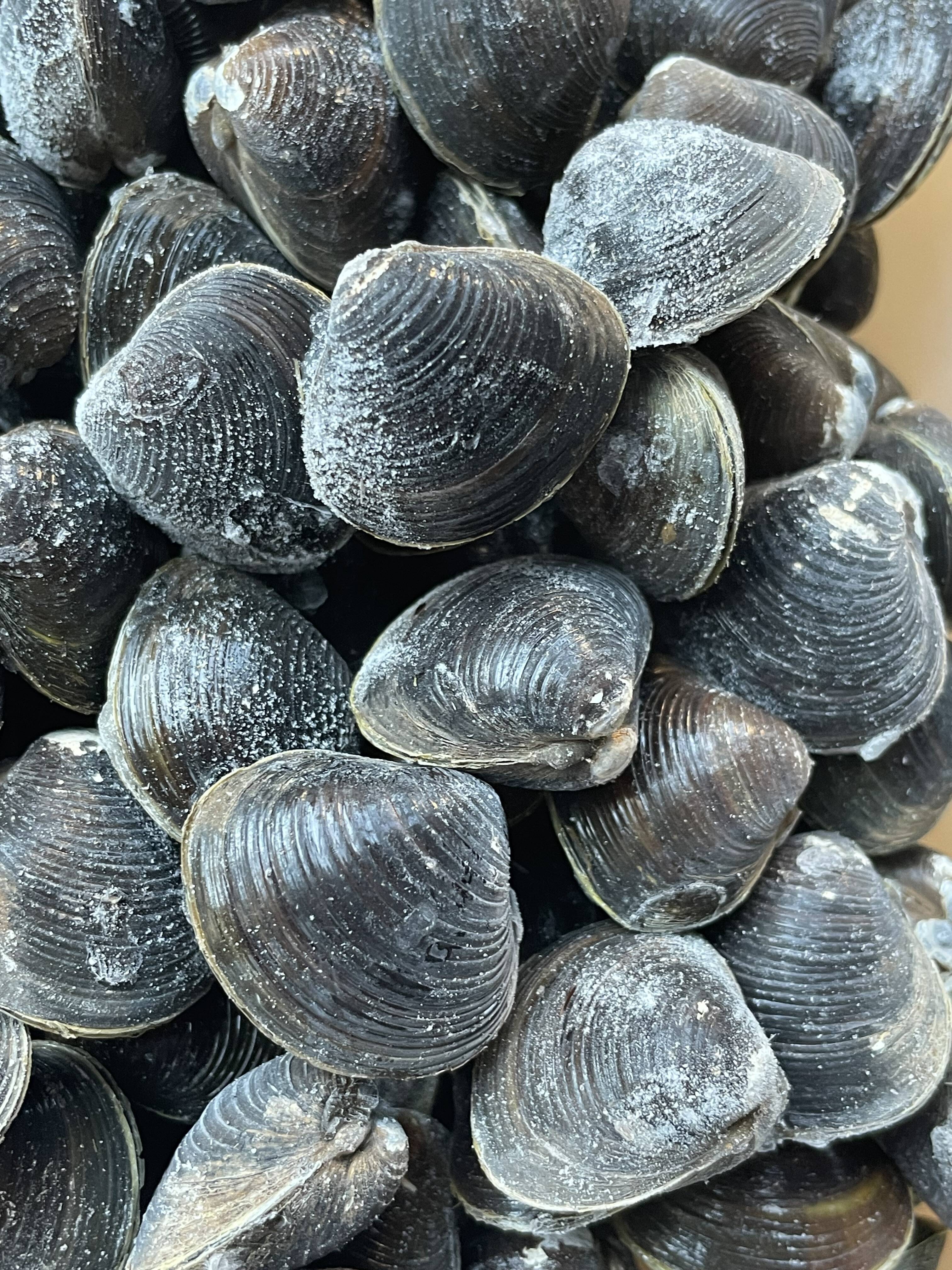 しじみ 🧊十三湖産冷凍しじみ中貝1kg！：青森県産のシジミ｜食べチョク｜産地