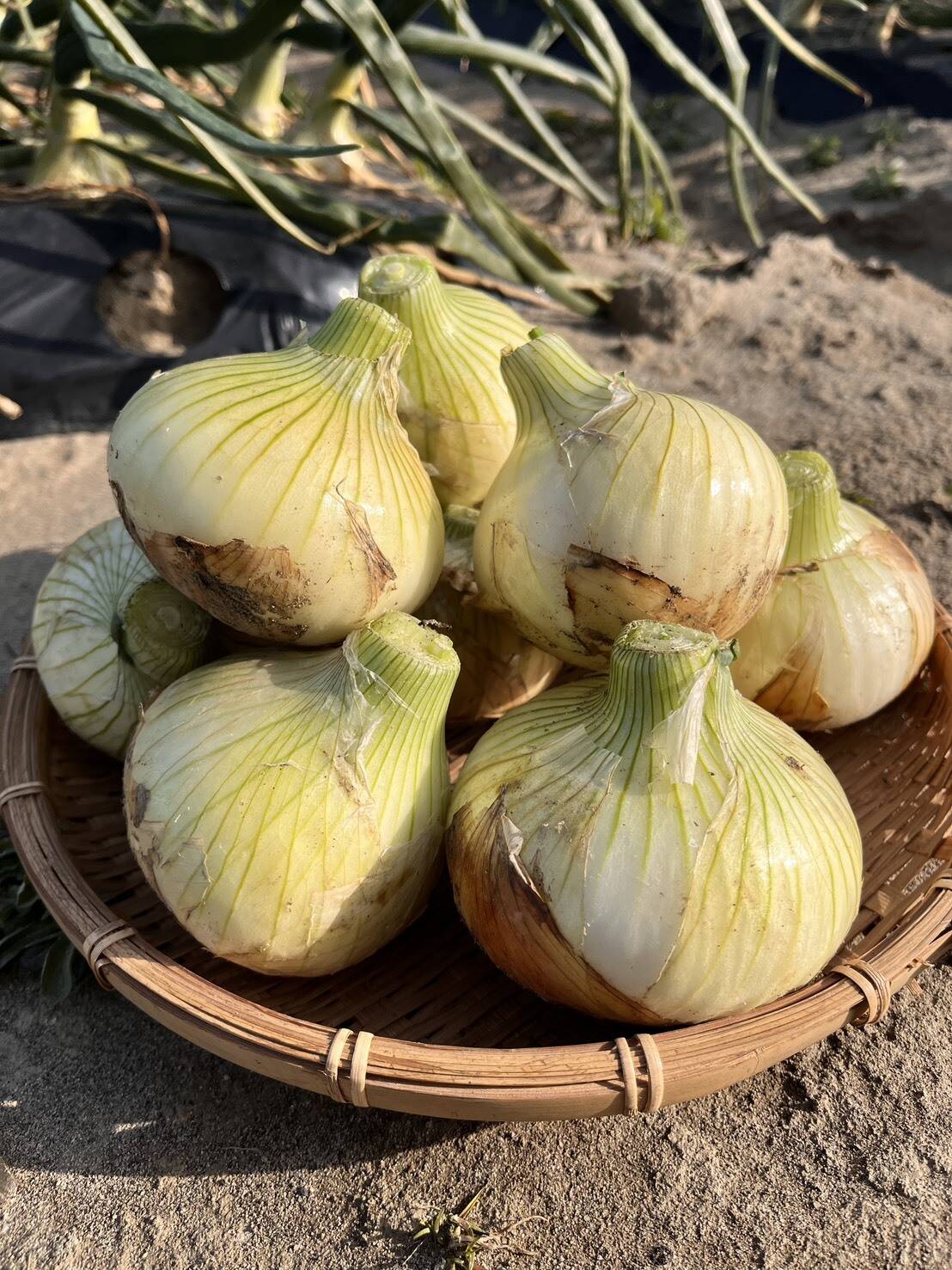 特別栽培）甘み濃厚！浜松産フレッシュ新玉ねぎ10㎏：静岡県産のその他