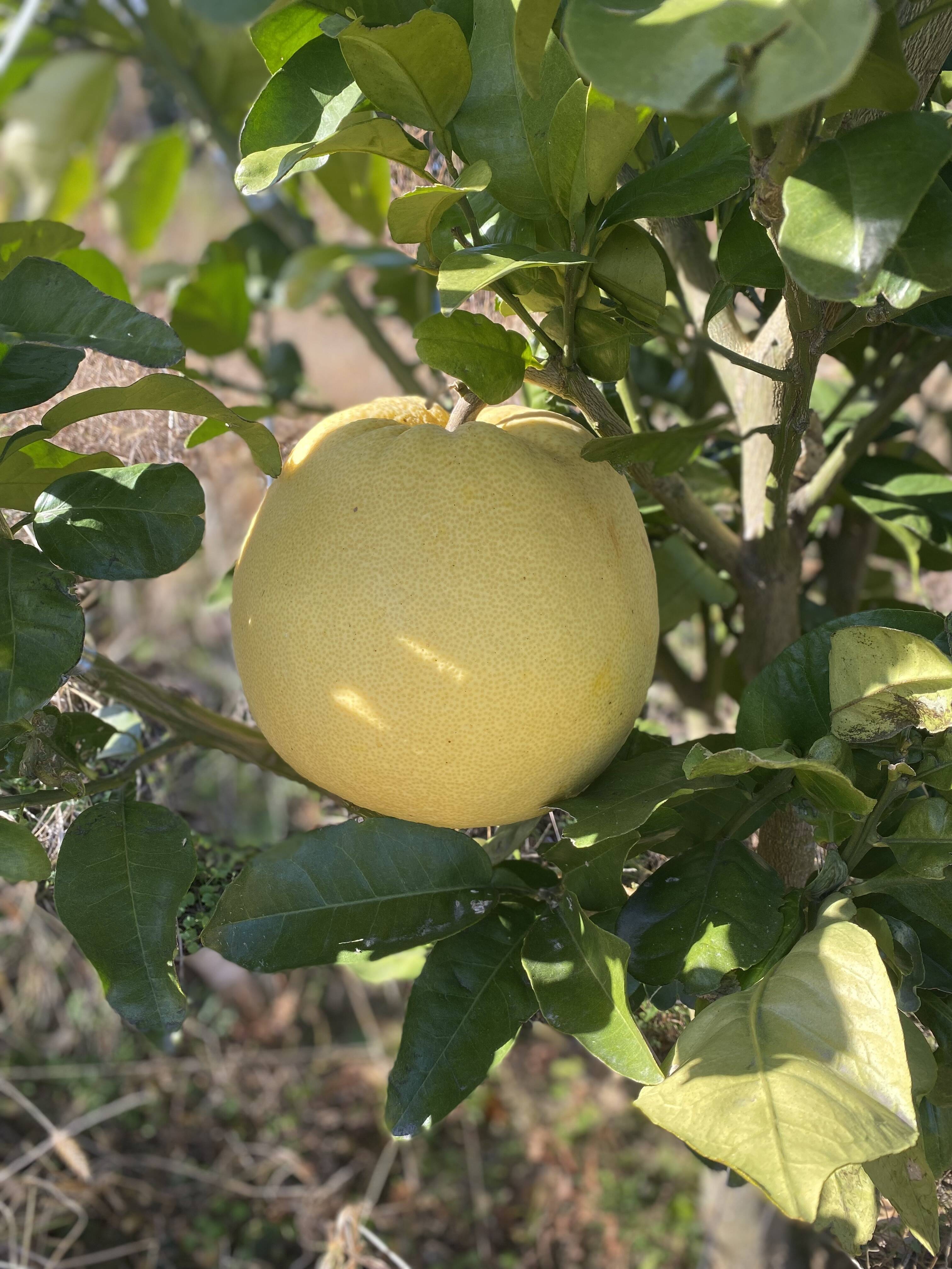 冬の贅沢「紅まどか」2個（家庭用）：大分県産のみかん・柑橘類｜食べ