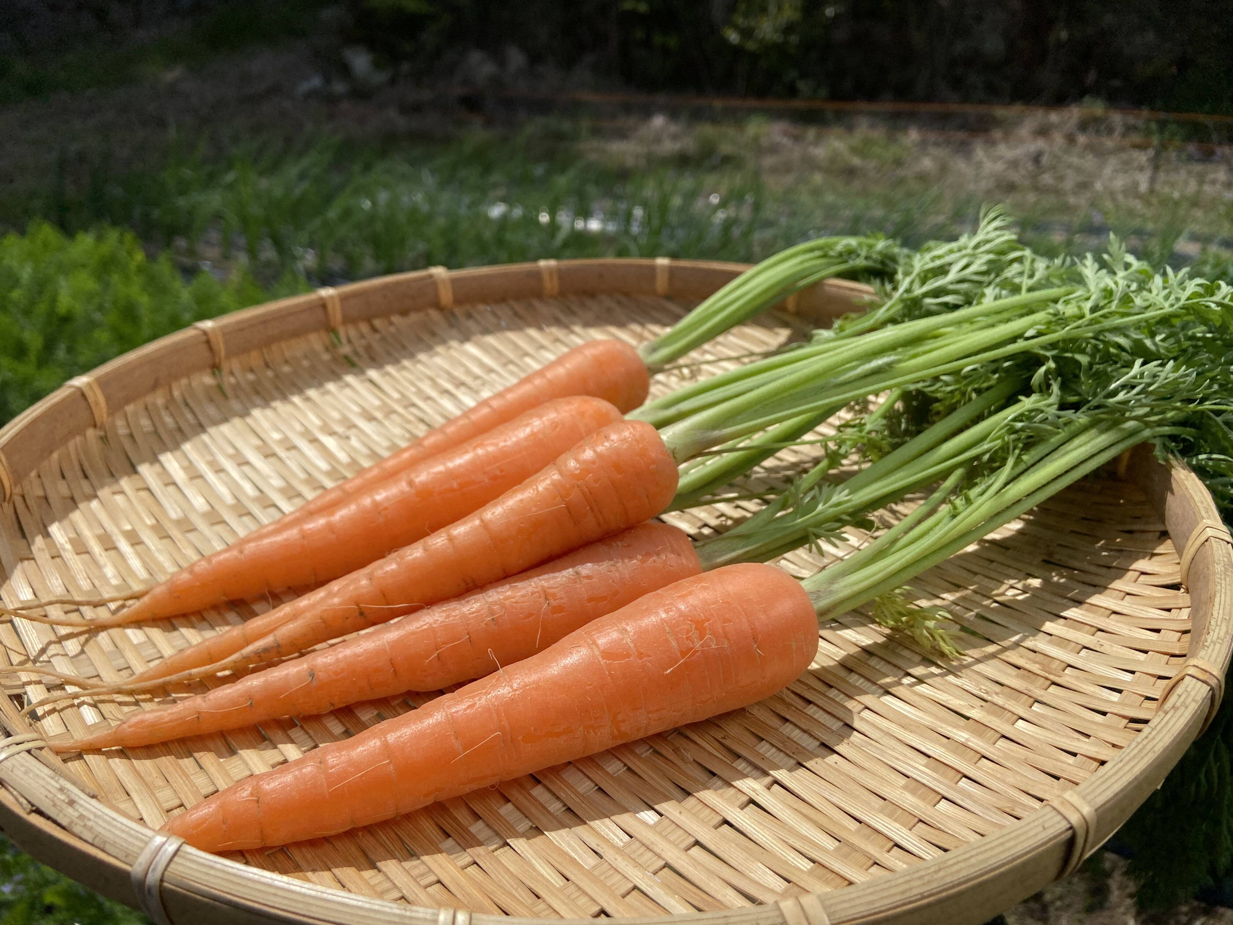 イタリアンパセリ 180g！新鮮 野菜 ハーブ 農薬不使用 直送 85％以上