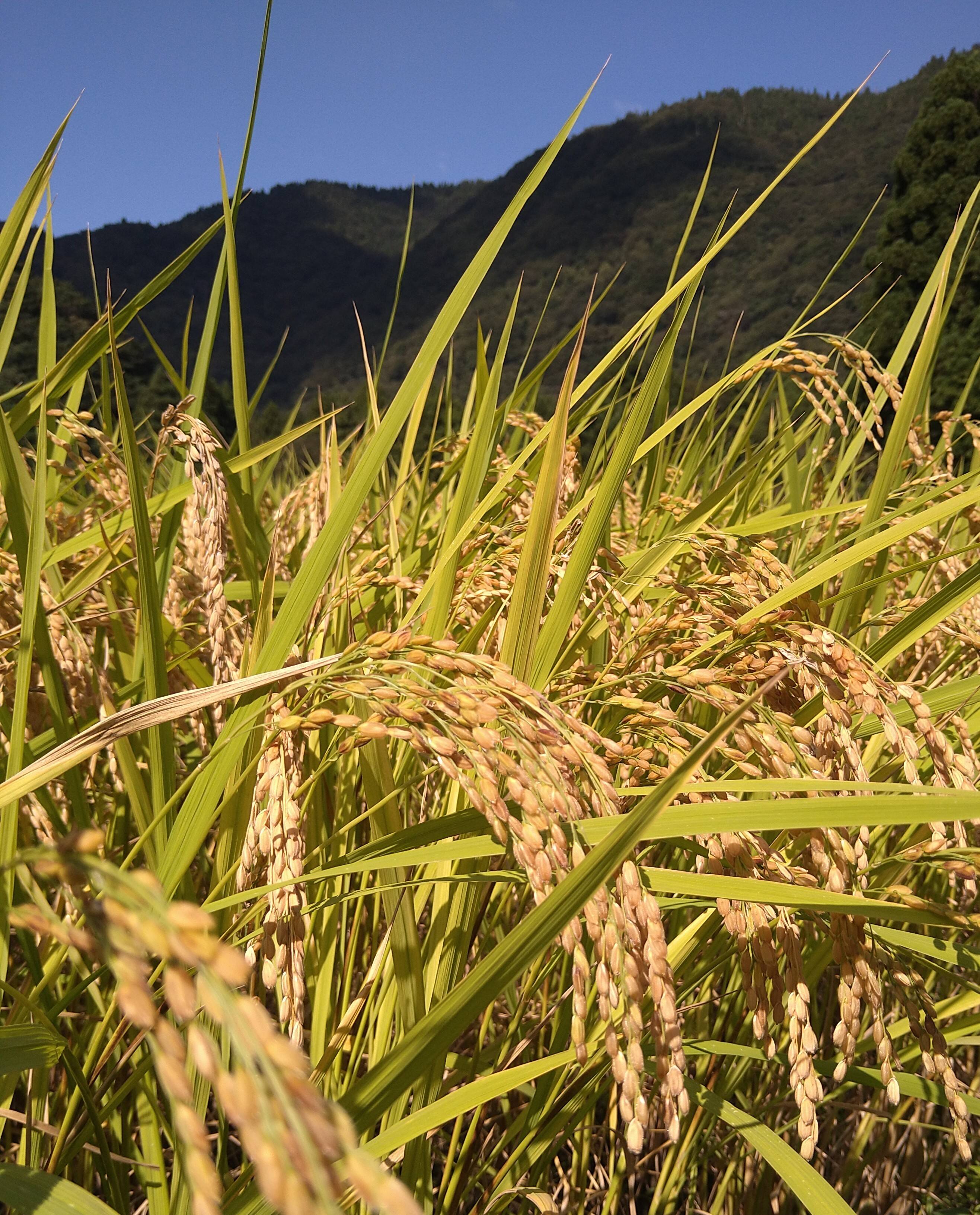 令和7年産 コシヒカリ玄米 10kg 特別栽培米！：福井県産のお米