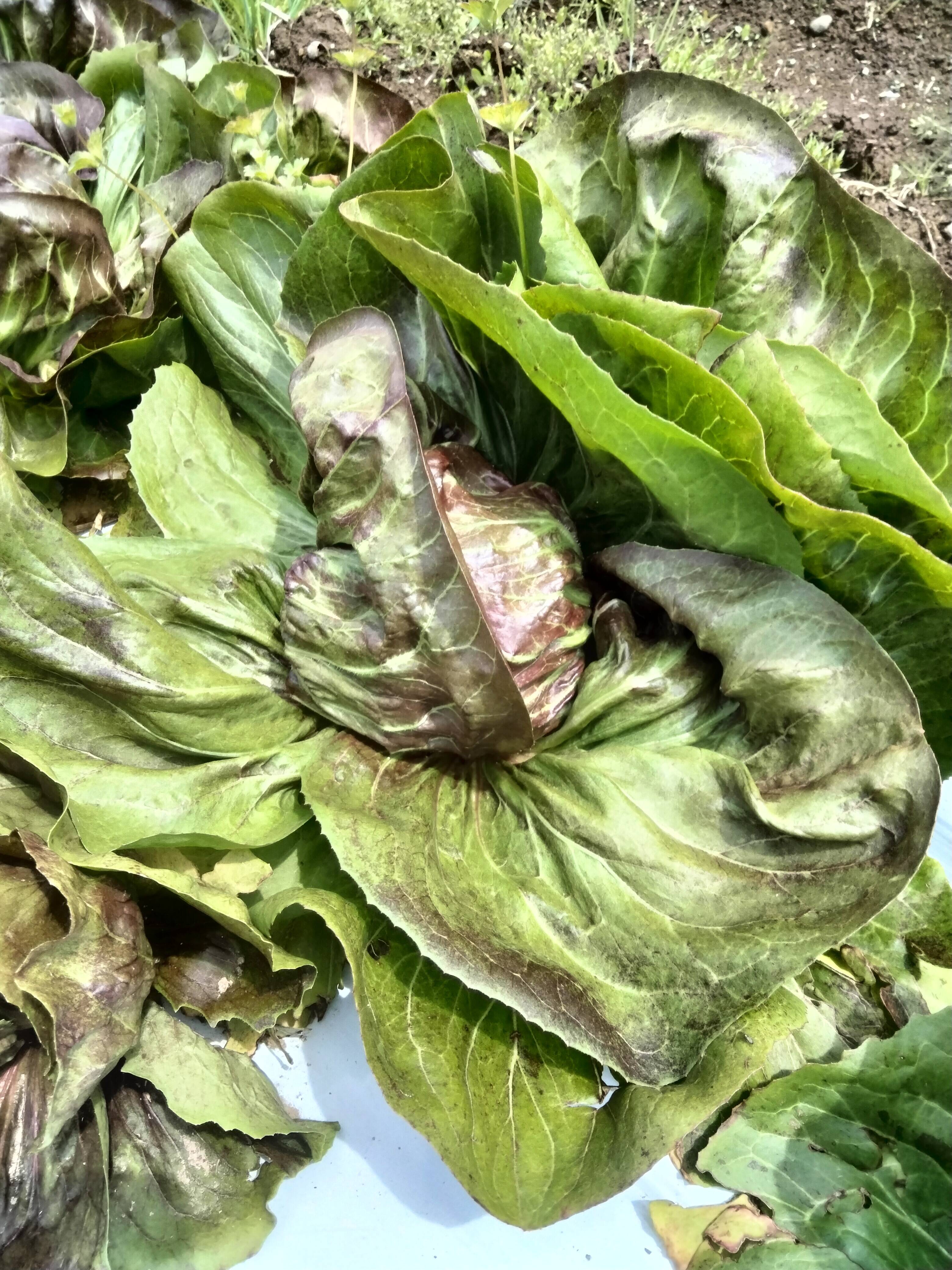 長崎県産トレビス（ラディッキオ）2個入り：長崎県産のその他葉物野菜 