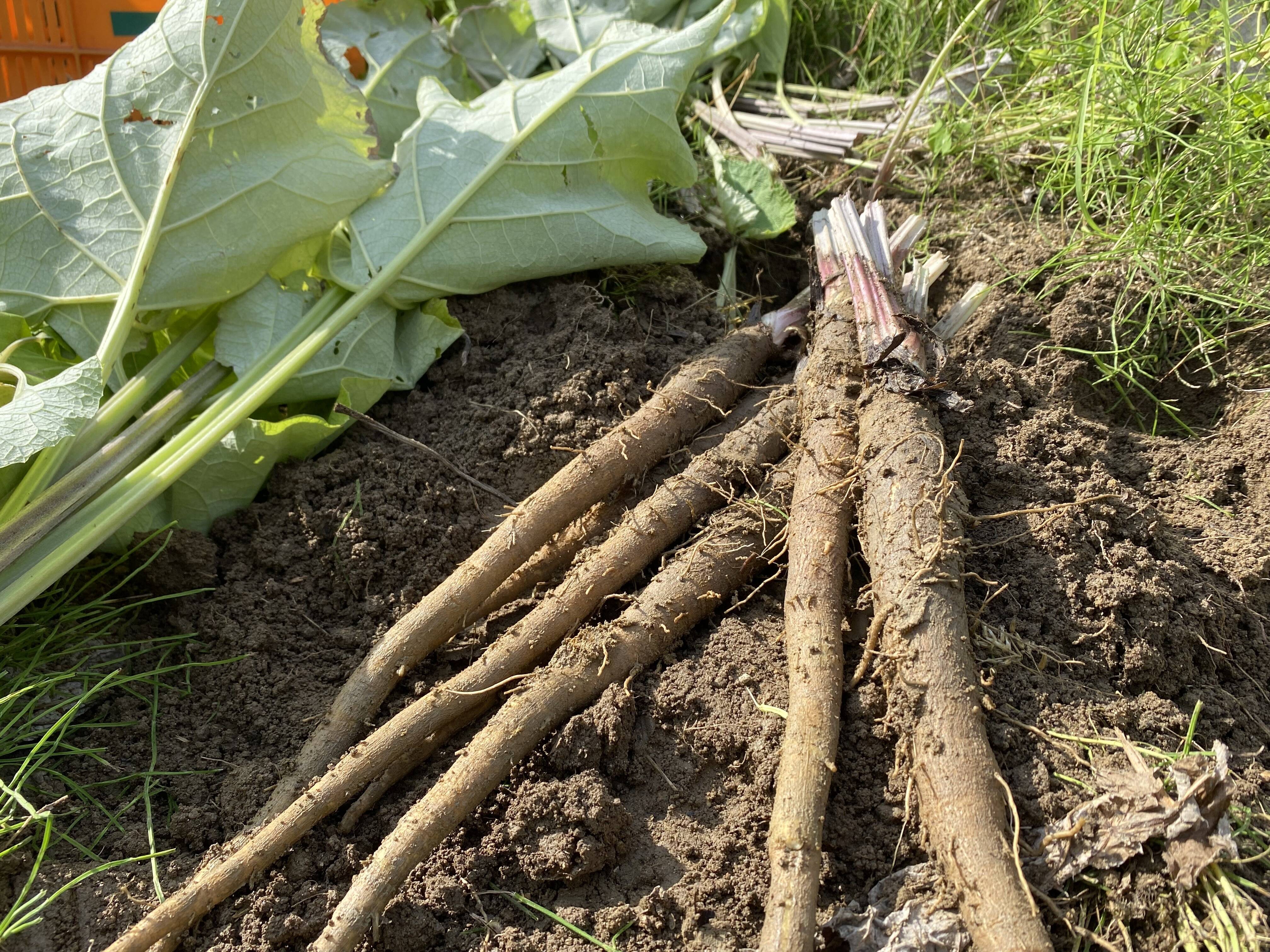 ごぼう 楽天市場】ニチレイ ごぼう唐揚げ 600g【牛蒡】【ゴボウ】【からあげ