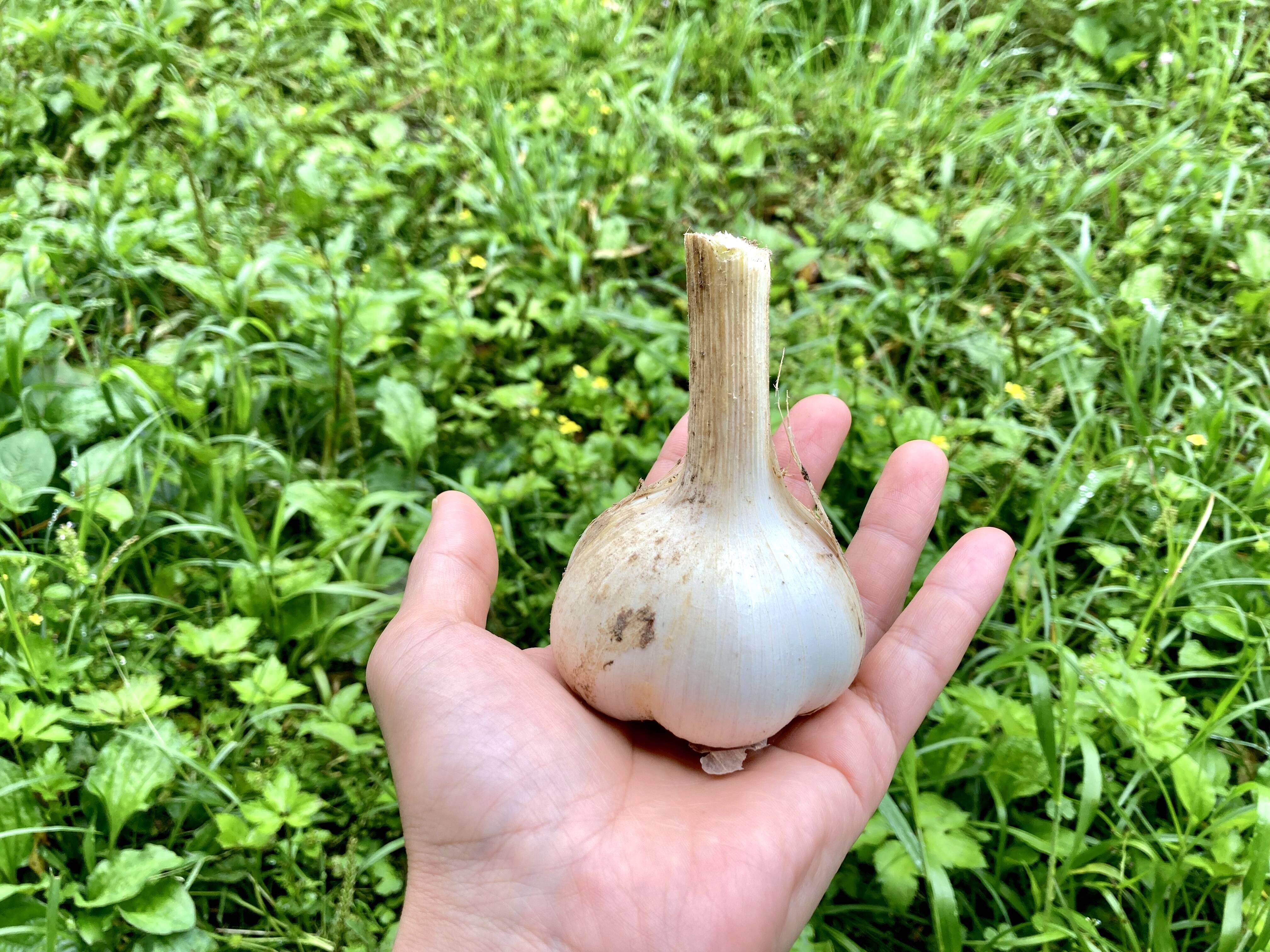 タケ・コシヒカリ２０㌔＆発芽ニンニク❣️無農薬 実は7年目❗️夢まるの無農薬ニンニク🧄🌱｜食べチョク｜産地直送(産直
