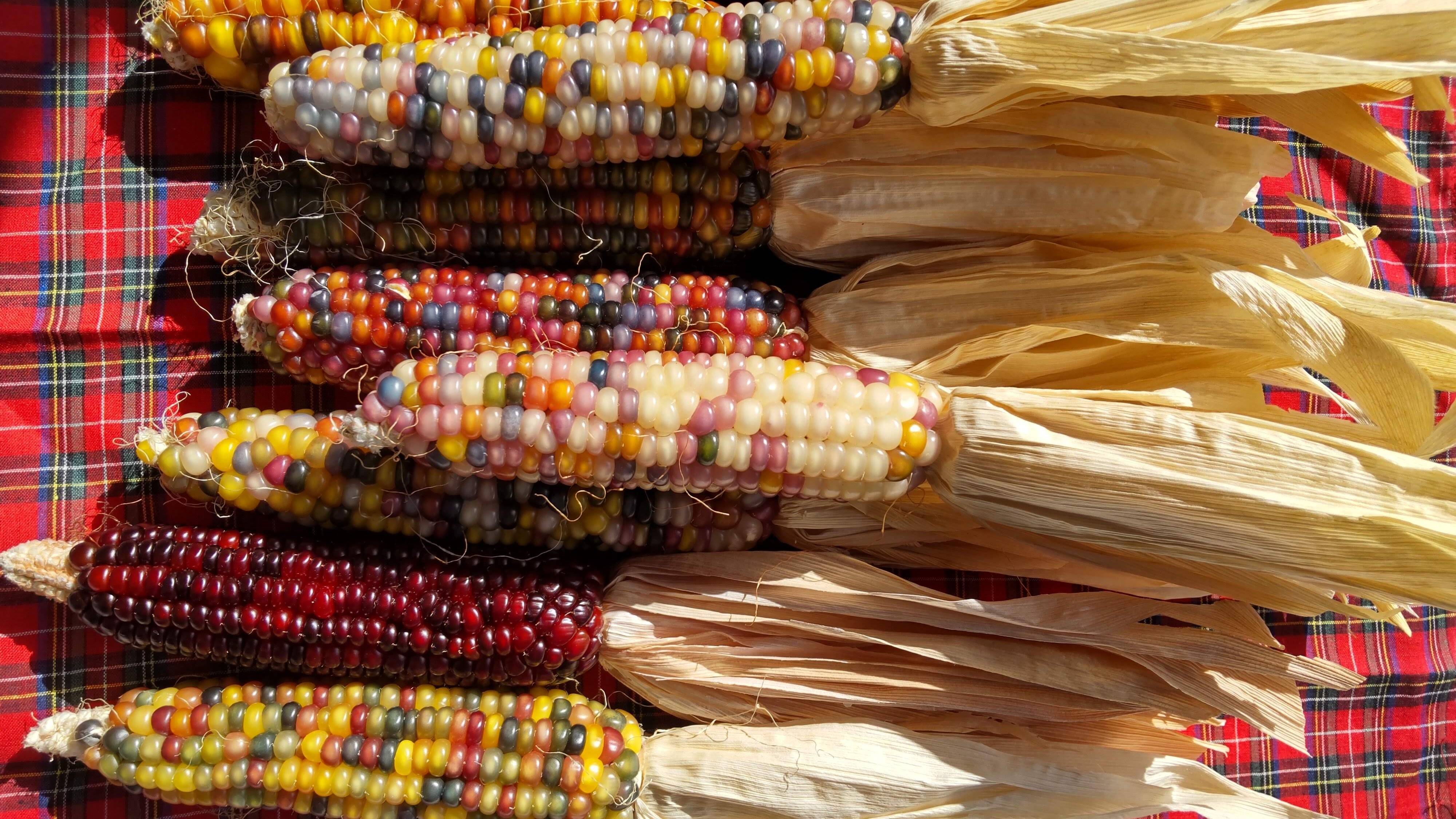 グラスジェムコーンの種(Glass Gem Corn) 虹色に輝く宝石トウモロコシ「グラスジェムコーン（Glass Gem Corn