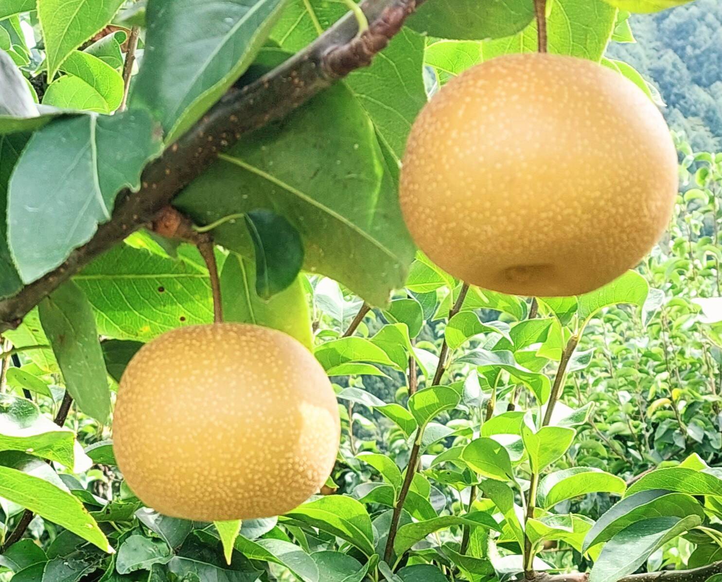 限定!【新高にいたか梨】宅配80sizeに入るだけ。:長野県産の新高梨|食べチョク|産地直送(産直)お取り寄せ通販 - 農家・漁師から旬の食材を直送