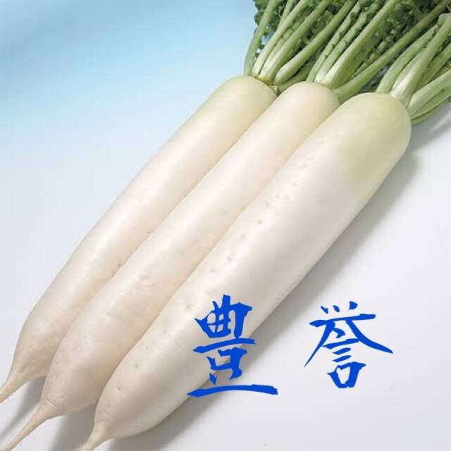 超人気！！カット大野ヶ原大根だいこん80サイズに入るだけ『豊誉と里誉