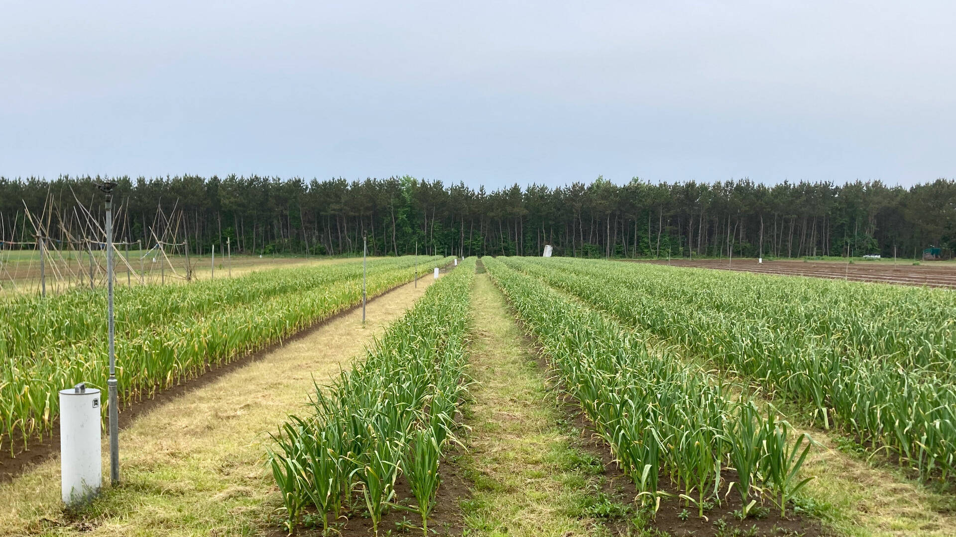 🍴 Eat choku ｜ Takao Farm, Tsugaru City, Aomori Prefecture