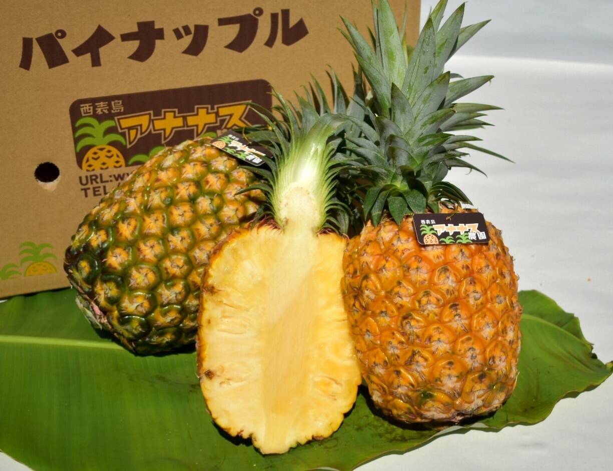 シュガーパイン 様 ★★★専用出品★★★ パイン様専用 シュガーパイン 様 専用出品