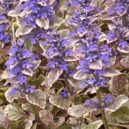 2個セット アジュガ バーガンディグロー カラーリーフ グランドカバー