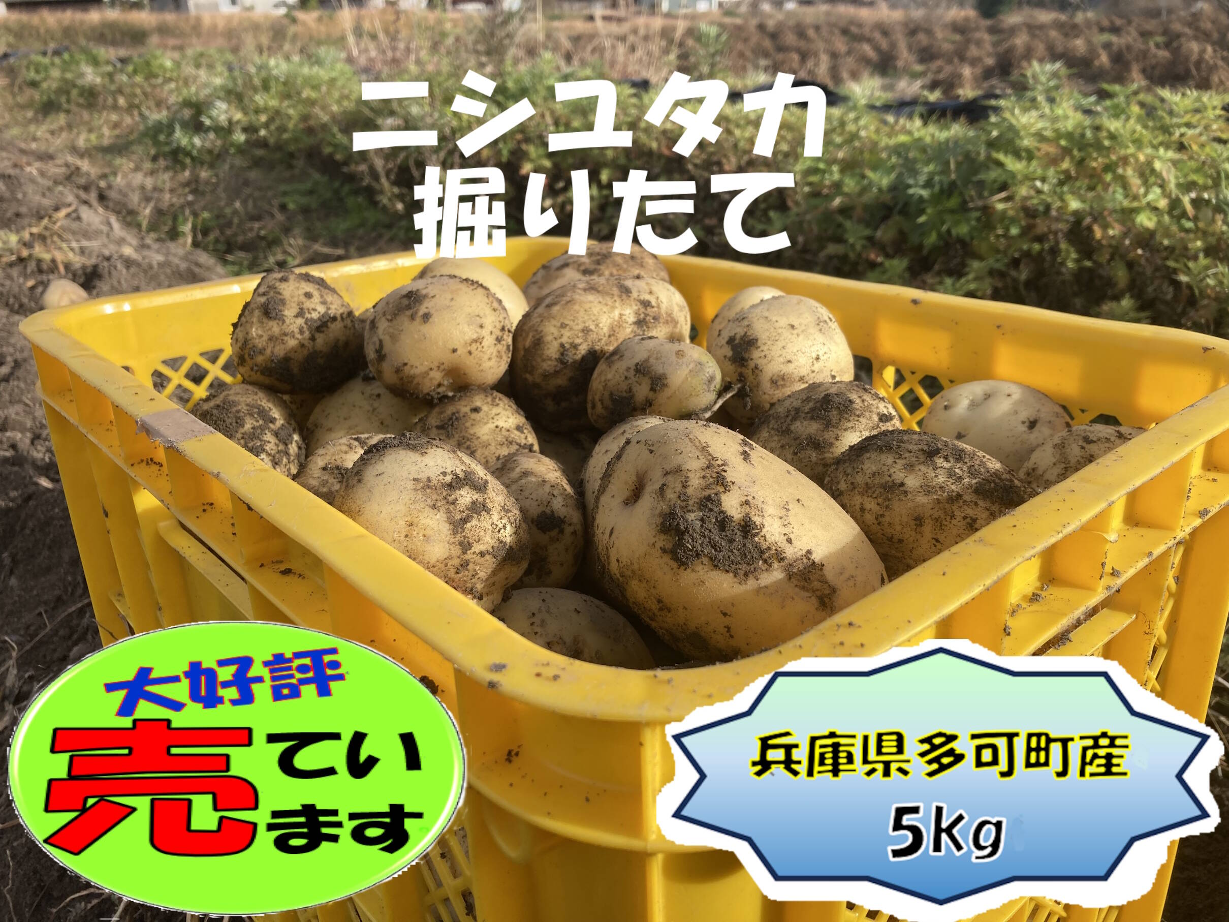 新じゃがいも ニシユタカ 10kg - 野菜