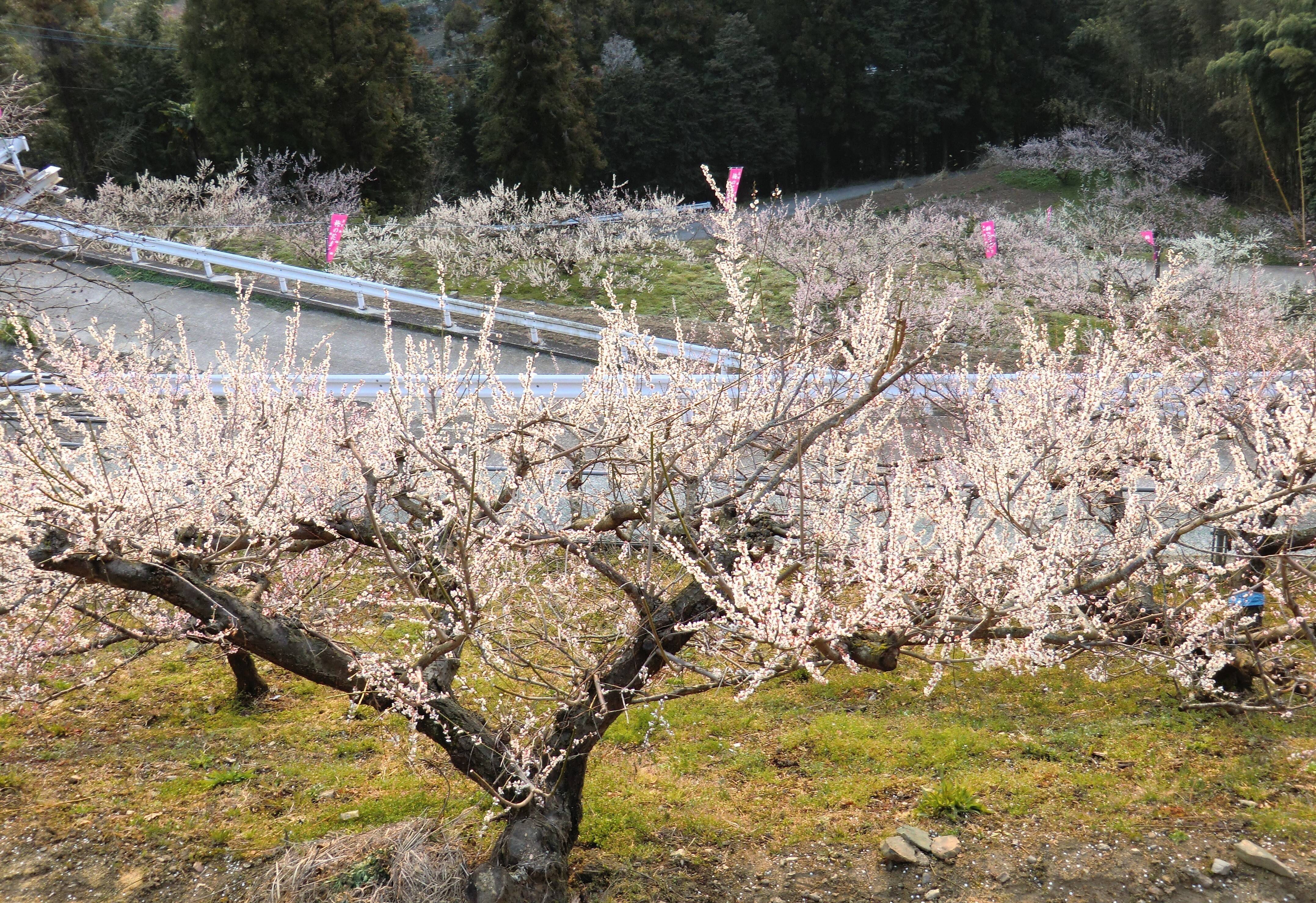 大畠酒造へのレビュー・商品：徳島県｜食べチョク｜産地直送(産直)お取り寄せ通販 - 農家・漁師から旬の食材を直送