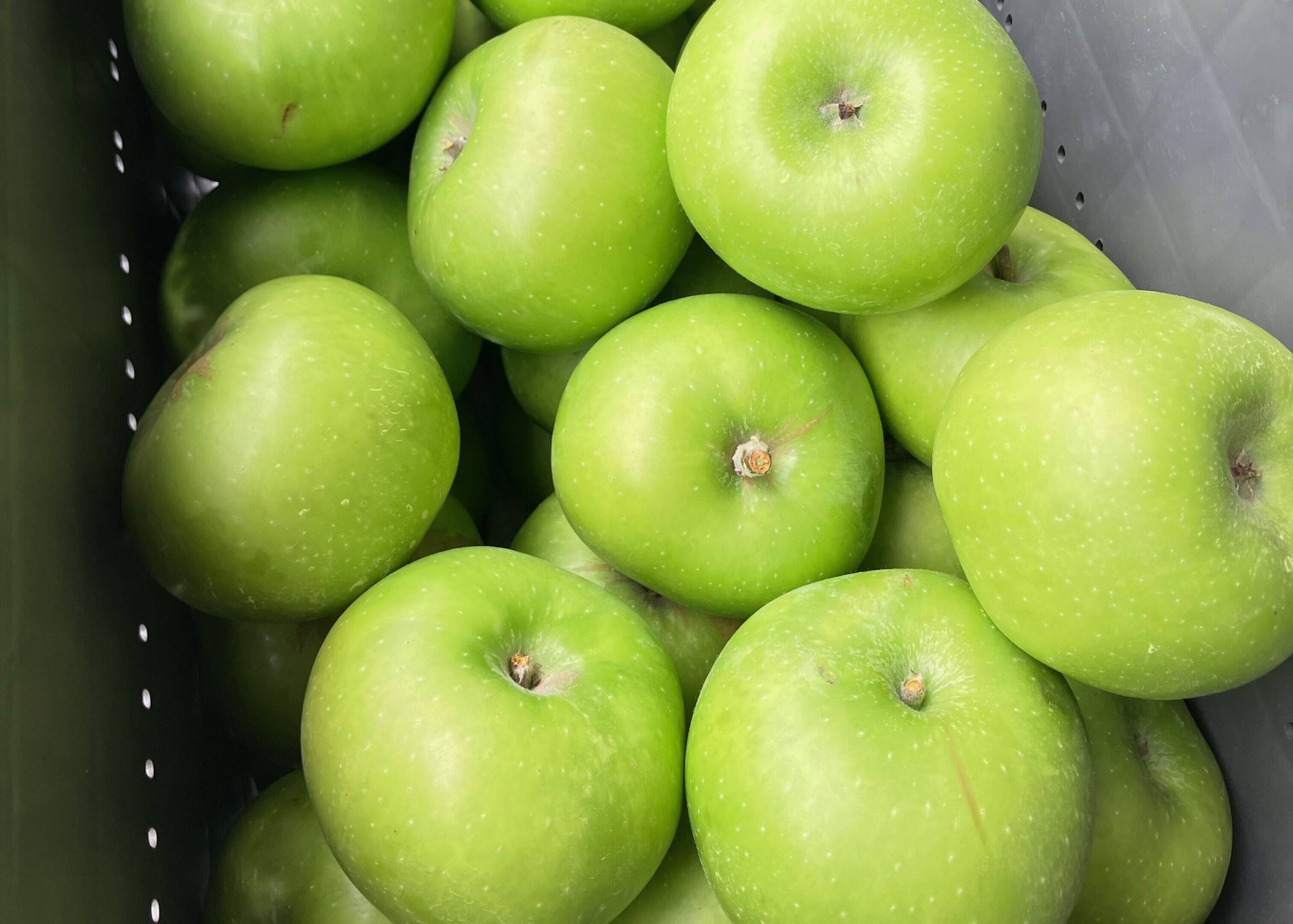 ◎青りんご◎ すっぱい青りんご 『ブラムリー』 (B品1㎏)：岩手県産のブラムリー