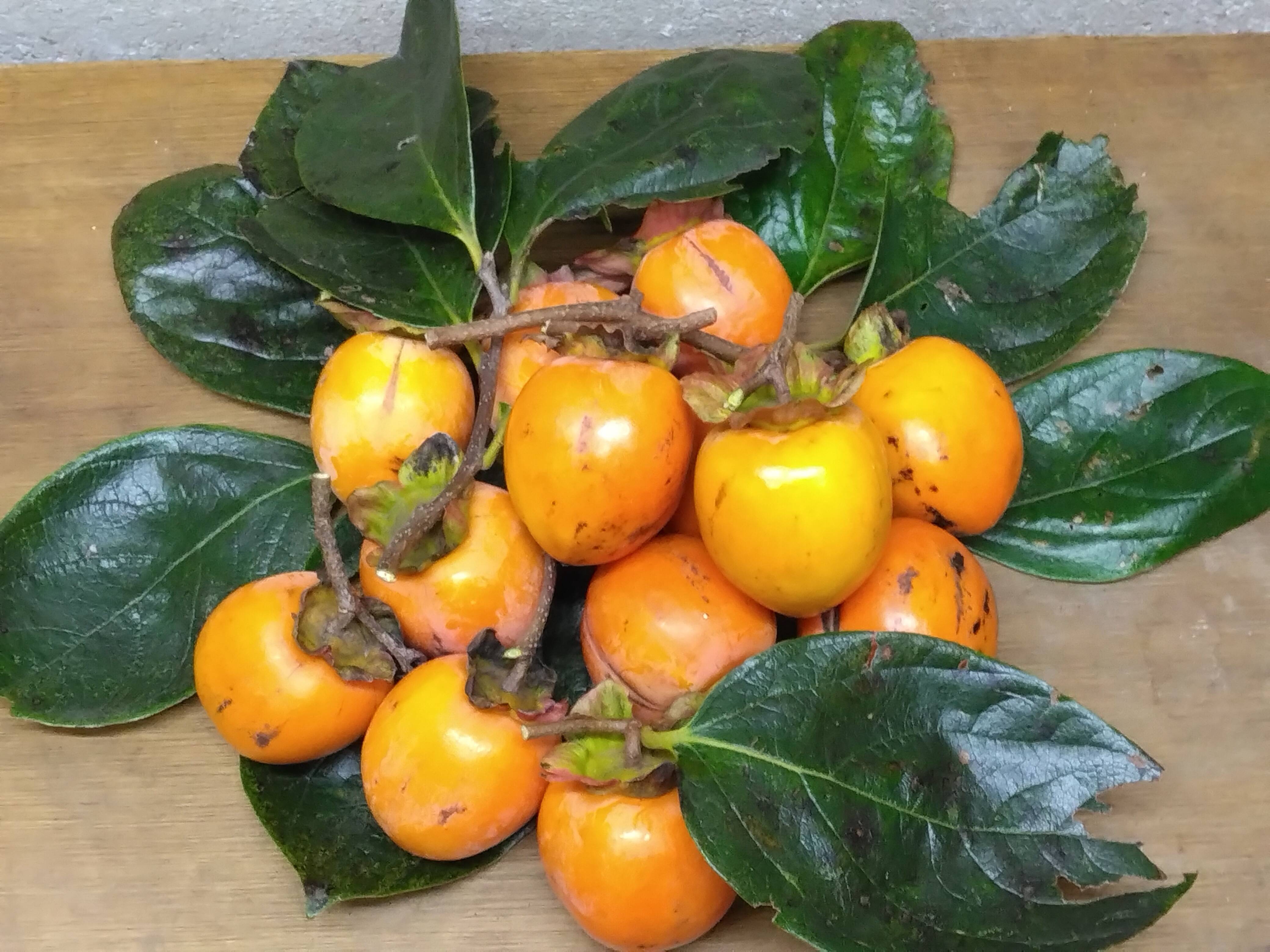 静岡県産 干し柿用 渋柿 四つ溝 約3.2㎏：静岡県産の四ツ溝柿｜食べ