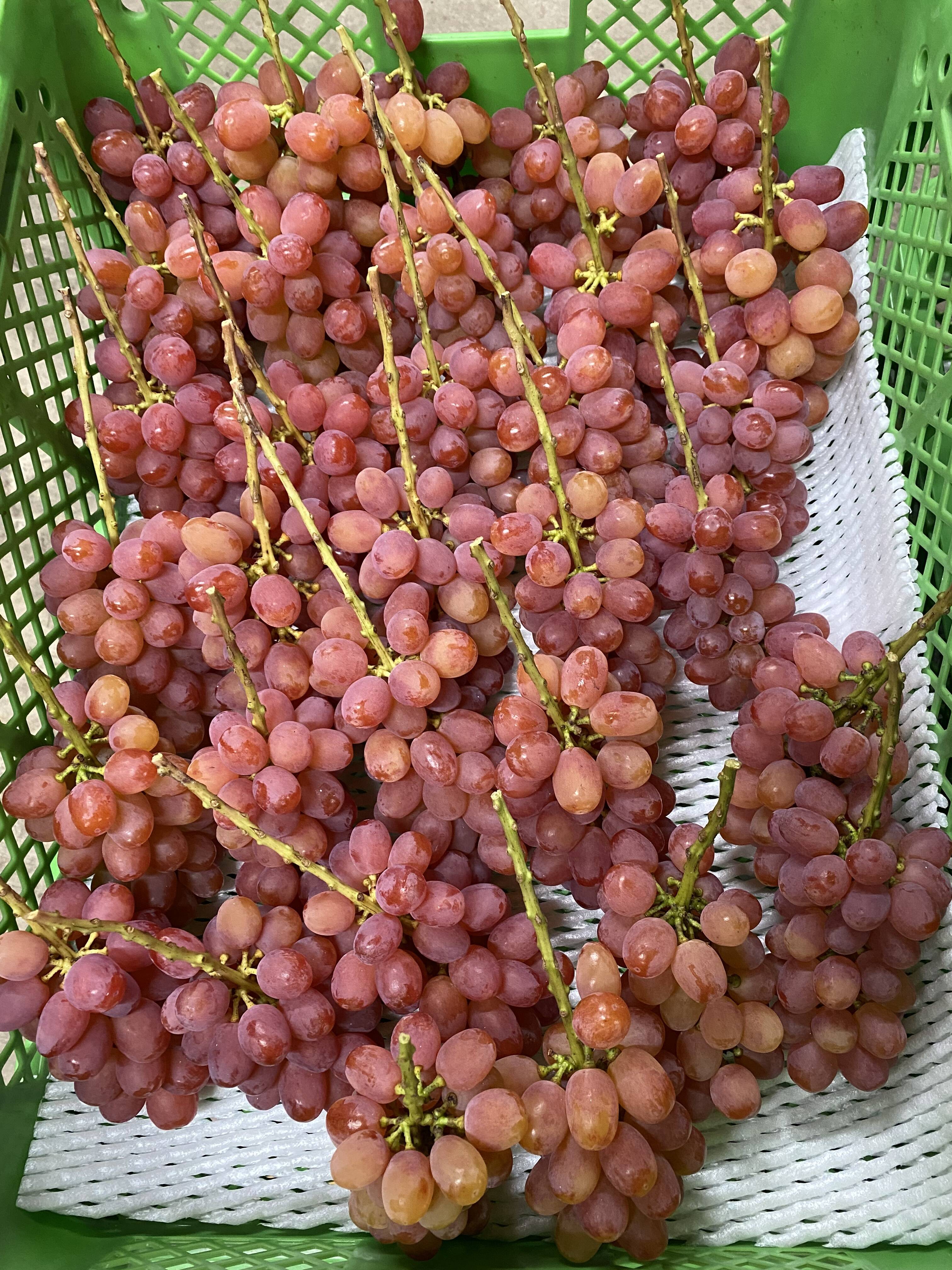 信州産　クイーンルージュ™︎   訳アリ家庭用　1.5〜2kg 規格外！ 長野県限定！数量限定！☆訳ありクイーンルージュ