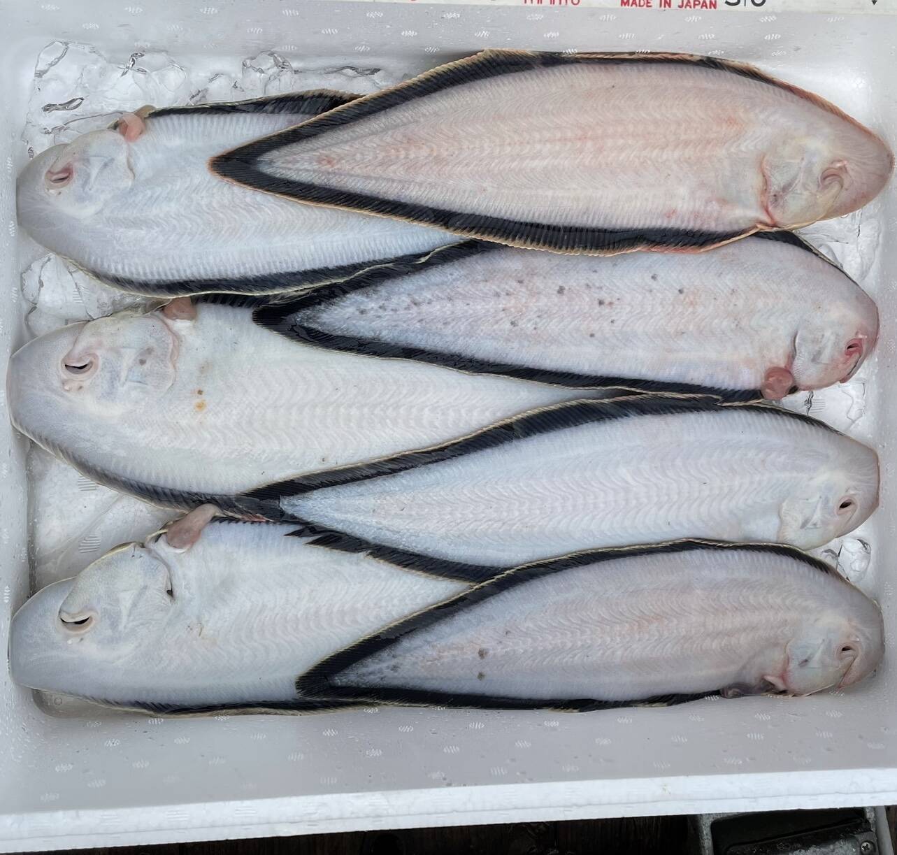 愛知，日間賀島産，島漁師リント直送， 朝採れ【舌平目】200g〜300g