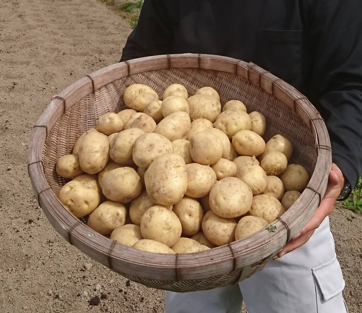 新じゃがいも 4kg 愛媛県産 食べチョク 農家 漁師の産直ネット通販 旬の食材を生産者直送