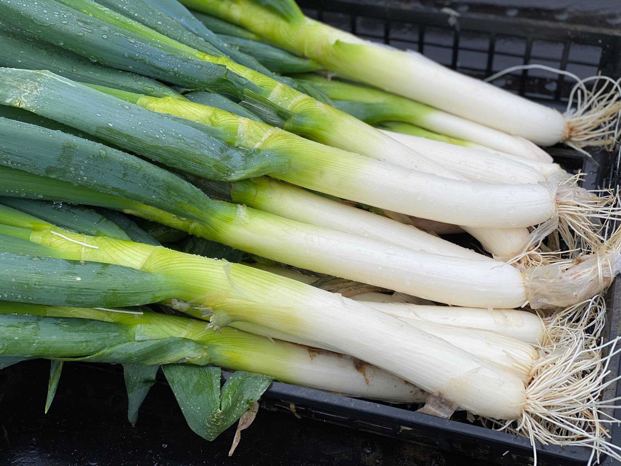 九条ねぎ長ネギ無農薬除草剤無し - 野菜