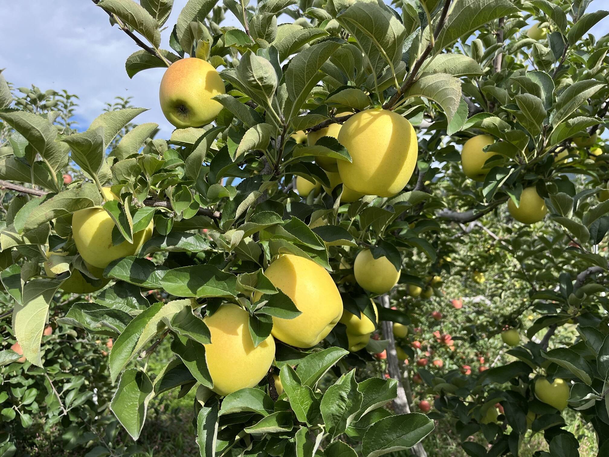 家庭用】シャキシャキ！サクサク！シナノゴールド 約3kg 信州りんご