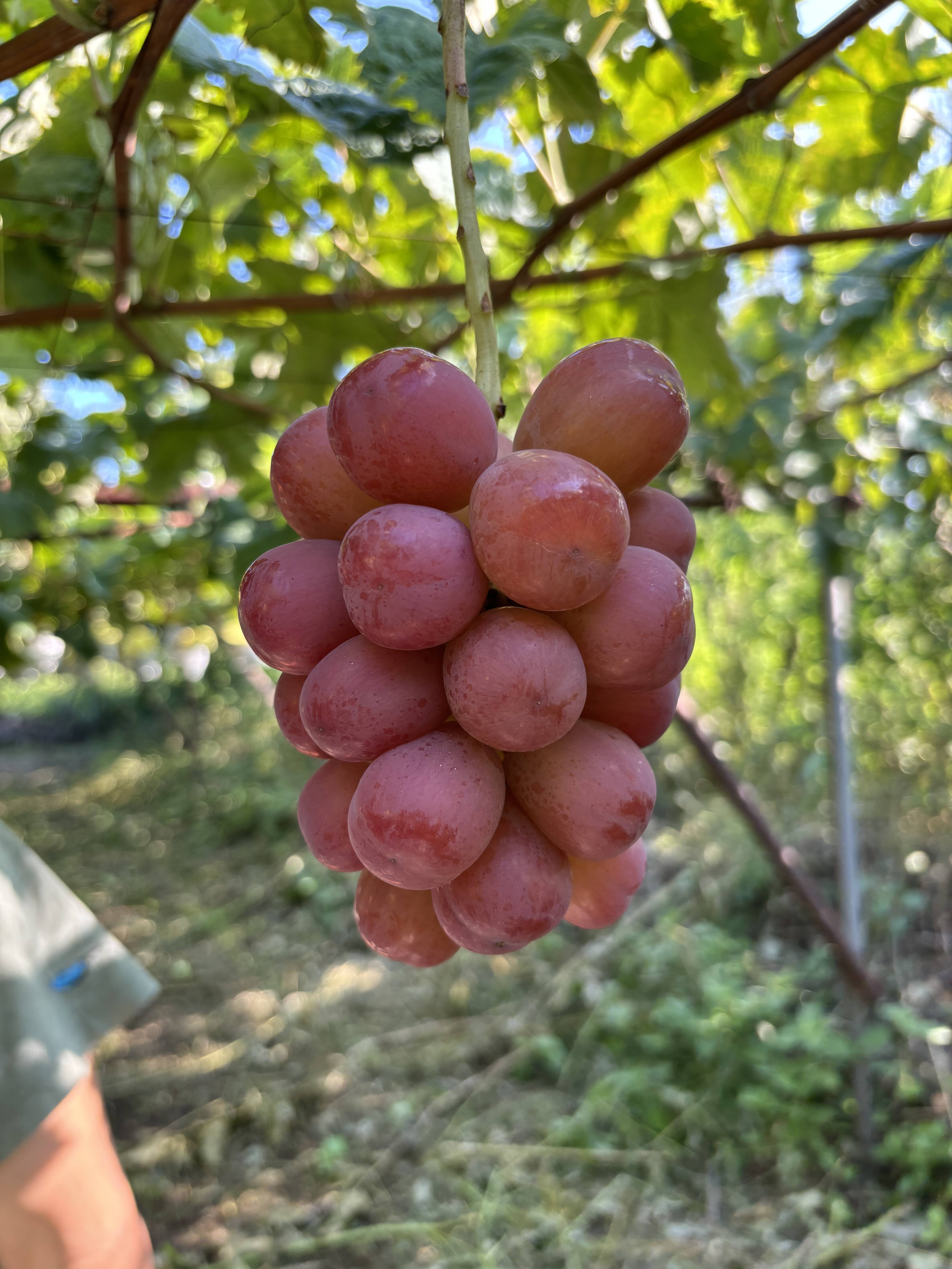 山梨県産ぶどう　スカーレット　9房入り　箱込み約5.5kg 19ec8408bb1414d76b5b64c10503e7