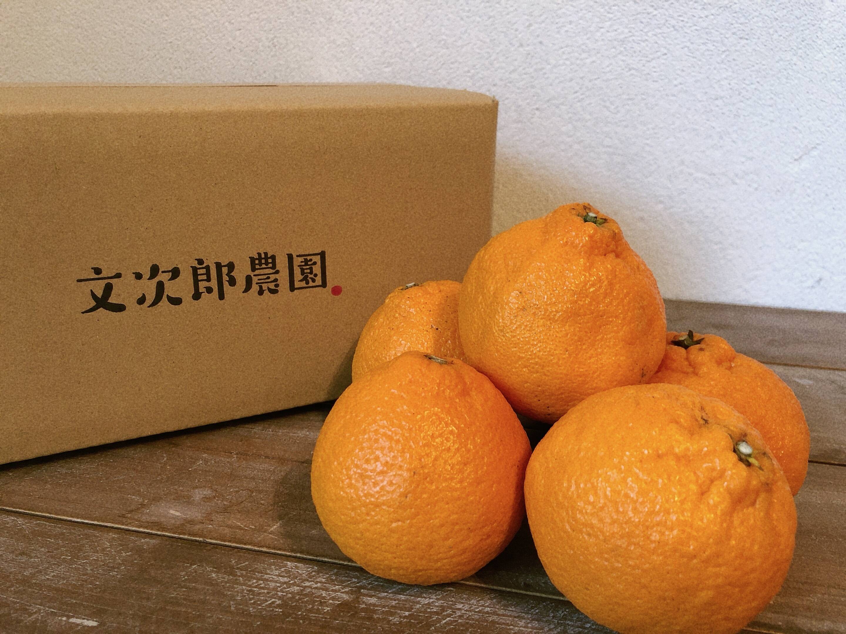 最終出荷‼️完熟濃厚訳ありミニ『しらぬい』5kg：香川県産のみかん