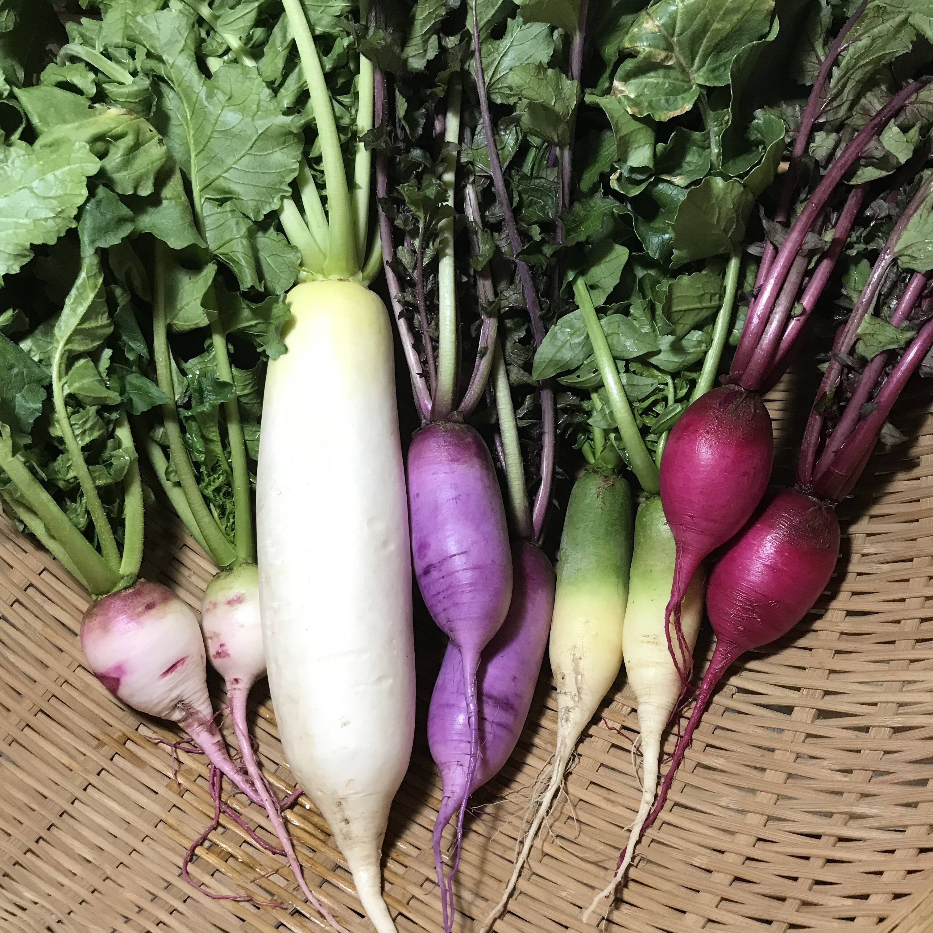 那須高原こたろうファームさんの投稿