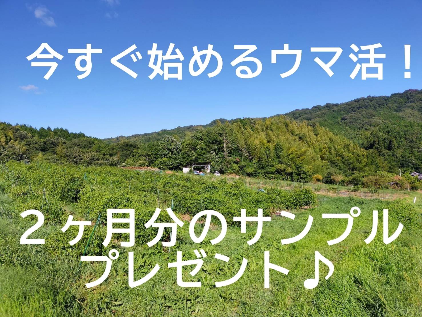 今すぐ始めるウマ活☆ポリ活/２～４ヶ月用】うまぶどう茶&瞬冷凍果実 ５００g！ 焼酎漬けor 酢漬け約２ヶ月分プレゼント！：香川県産のその他ぶどう｜食べチョク｜産地直送(産直)お取り寄せ通販  - 農家・漁師から旬の食材を直送