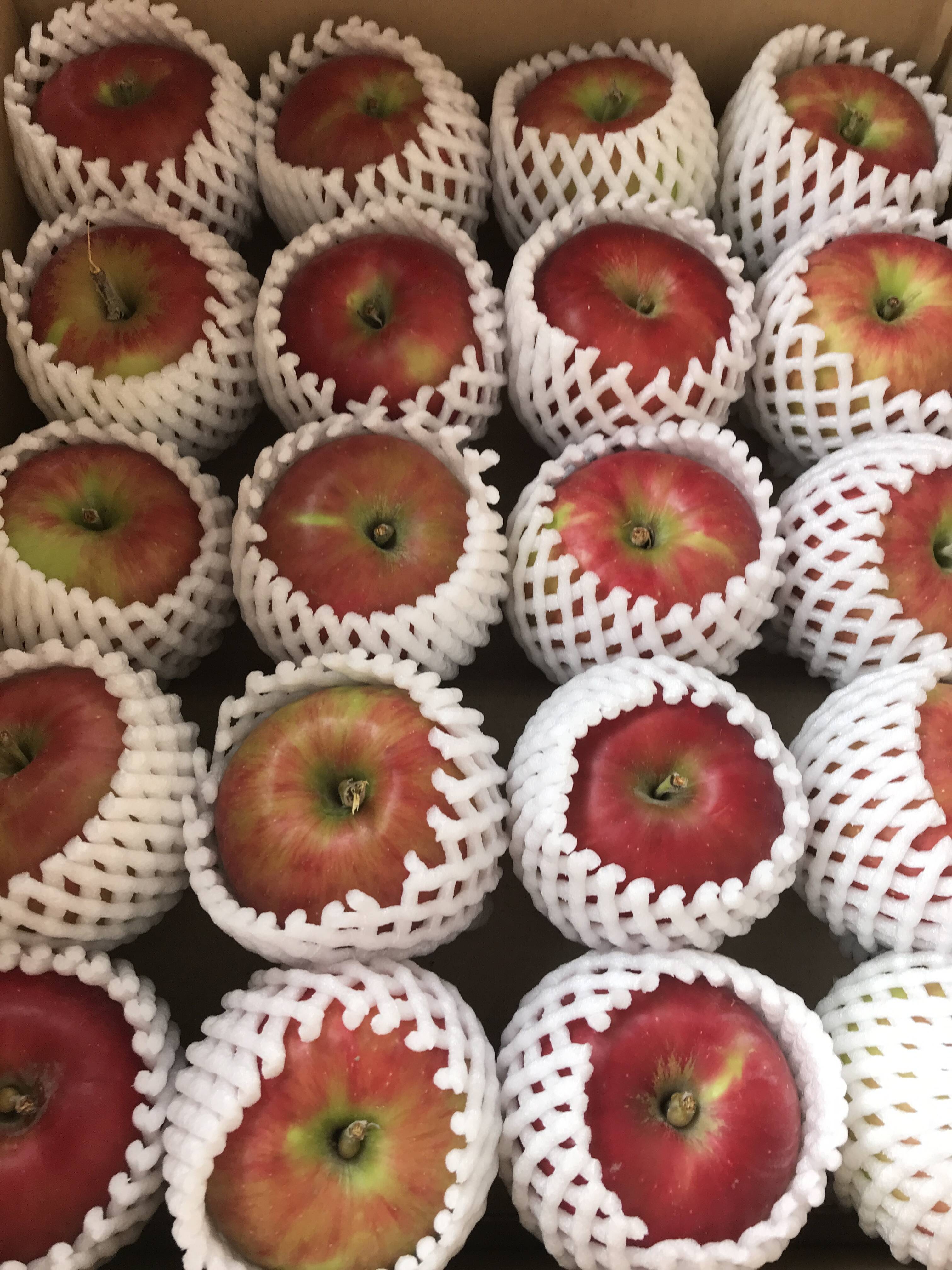 懐かしの味】青森県産りんご 「紅玉」家庭用 キズ有 約8kg(4kg×2箱