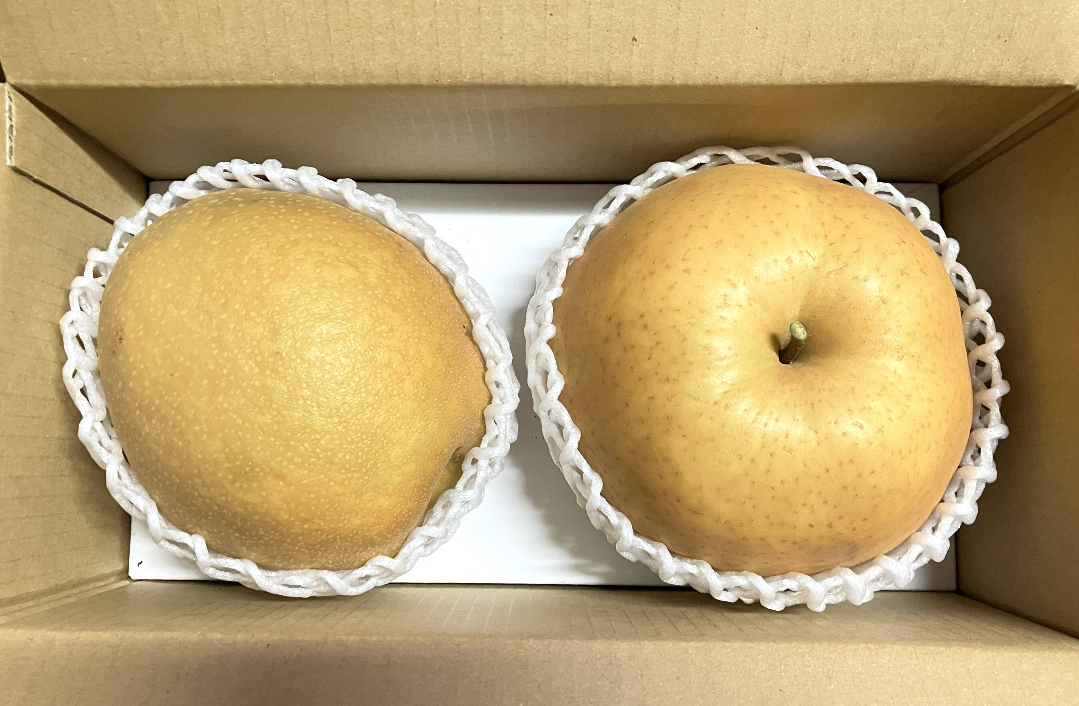 冬ギフト】鳥取県産 冬の梨食べ比べセット 2玉入り(王秋・あたご2kg