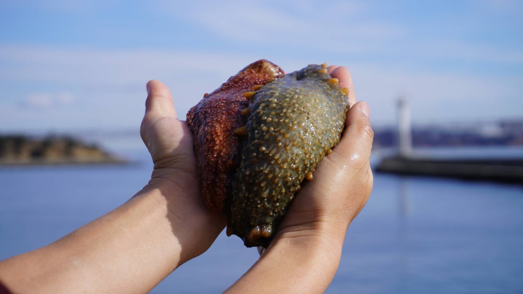 とっても柔らかくなるレシピ付き 赤 青ナマコの食べ比べセット 1個ずつ 香川県産の魚介類 食べチョク 産地直送 産直 お取り寄せ通販 農家 漁師から旬の食材を直送