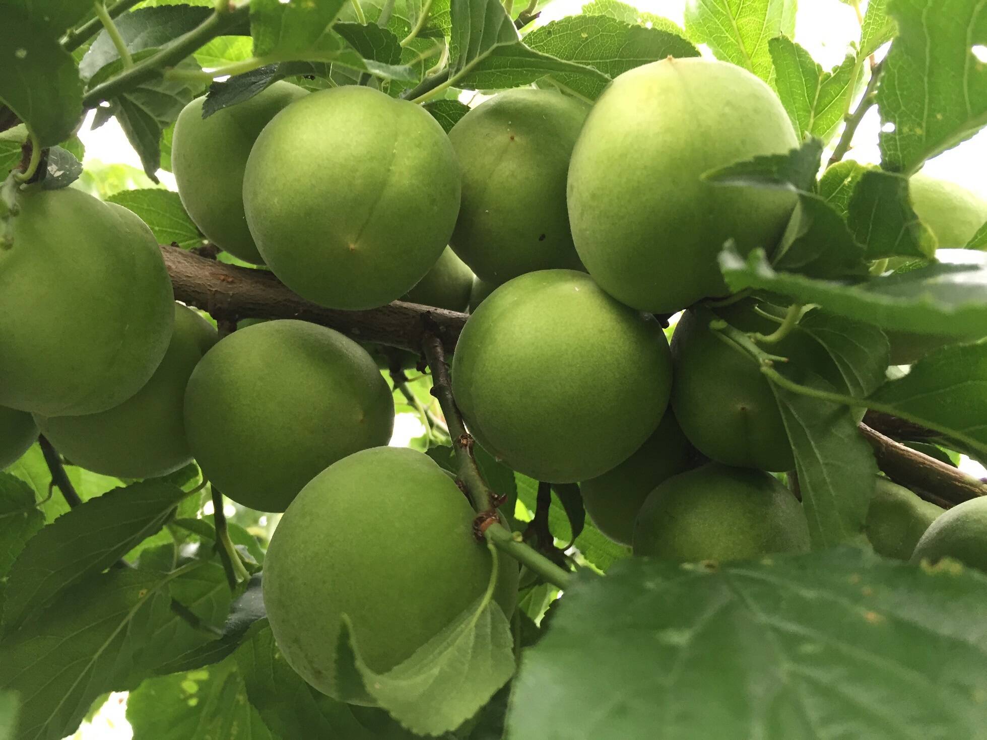 青梅は5月下旬～6月上旬、完熟梅は6月中旬以降出荷開始予定です
