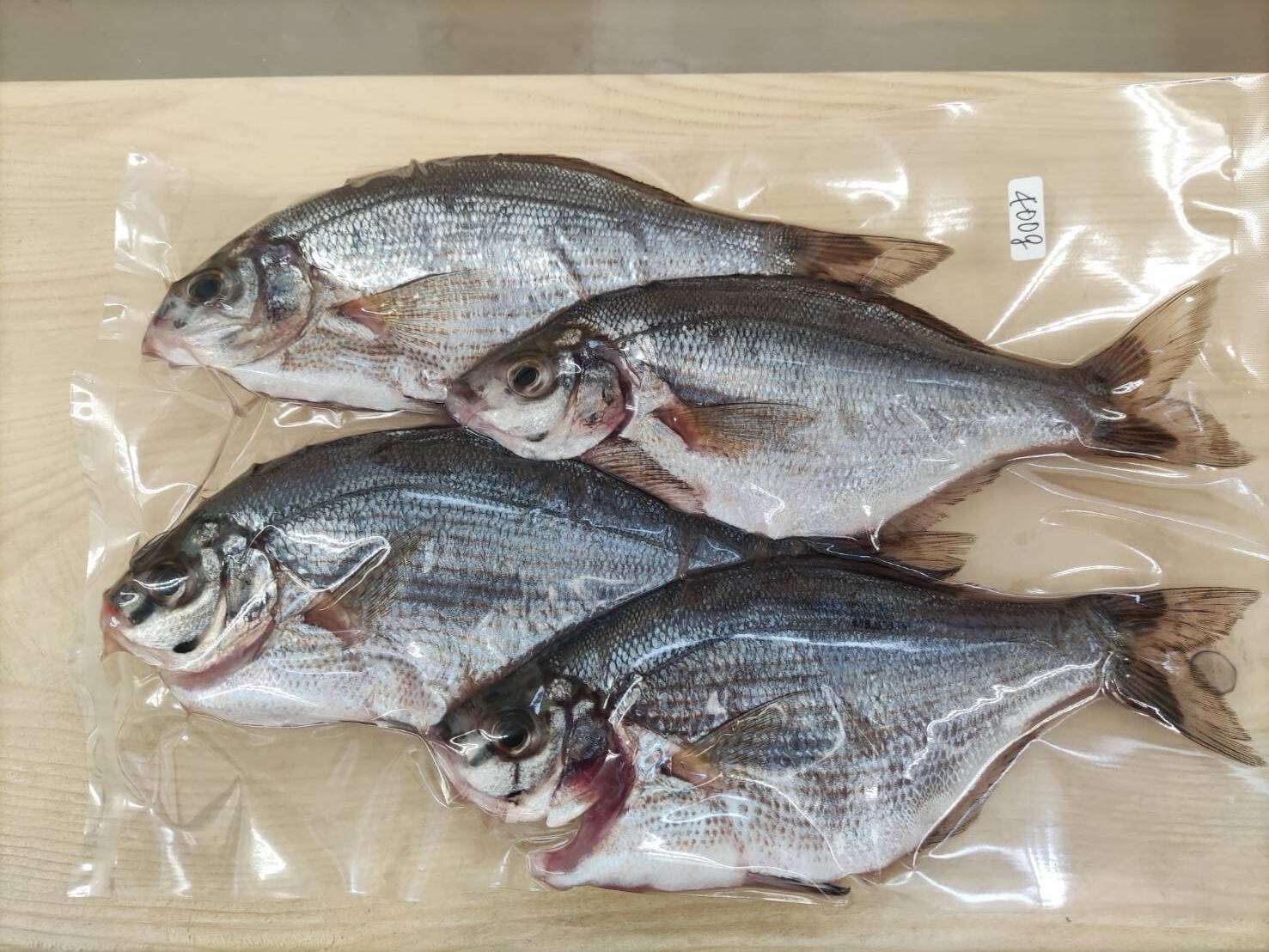 真空冷凍 鮮魚３種セット ウミタナゴ 急速冷凍 スズキフィレ 小サバ 下処理済 千葉県産のその他魚 食べチョク 産地直送 産直 お取り寄せ通販 農家 漁師から旬の食材を直送