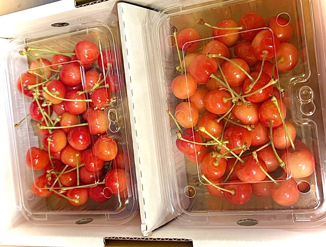 初夏の宝石！秋田県産さくらんぼ【佐藤錦】ご家庭用フードパック200g×4
