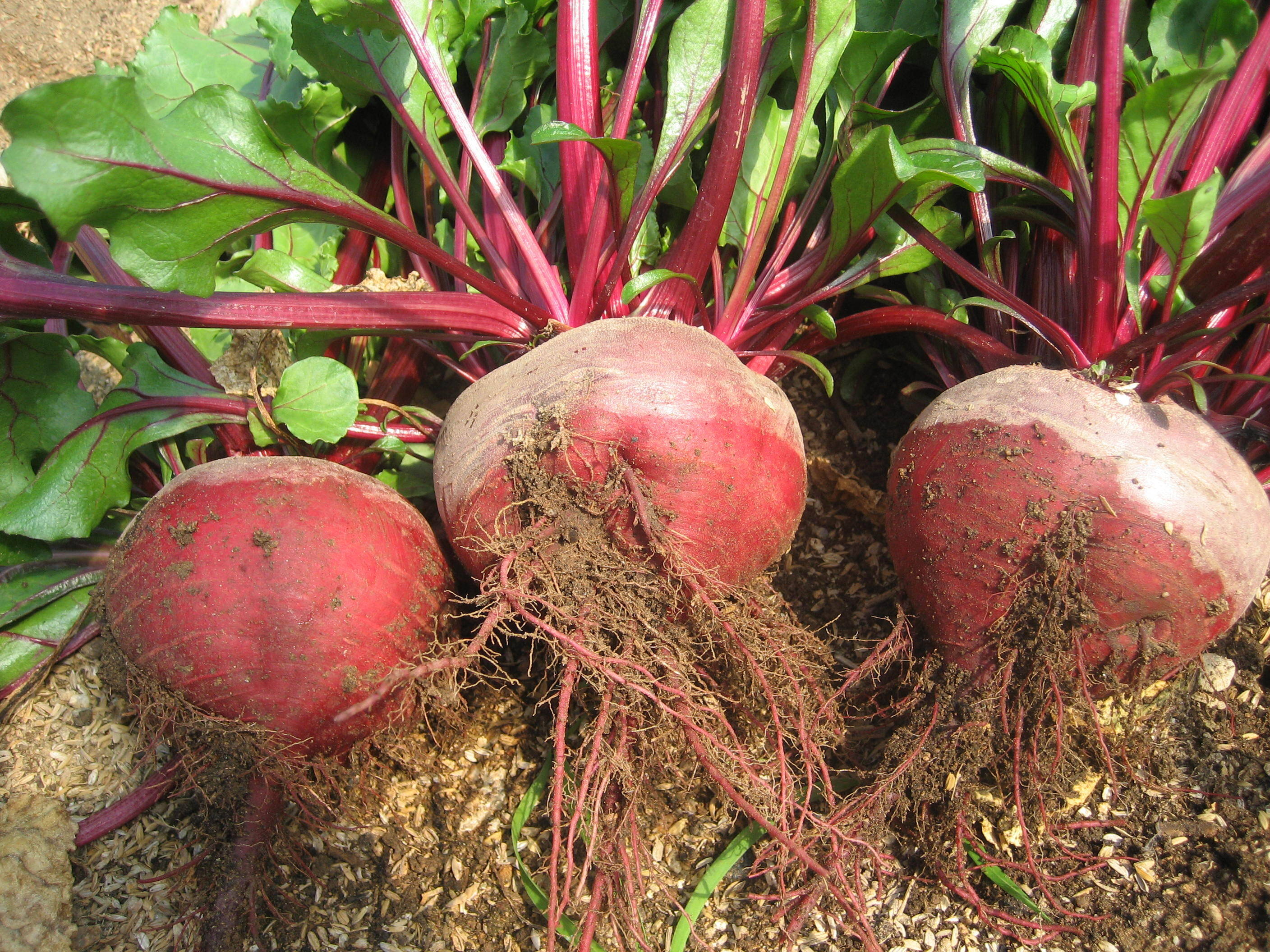 1a8dd1ec983d603be15a7a2b337fcd