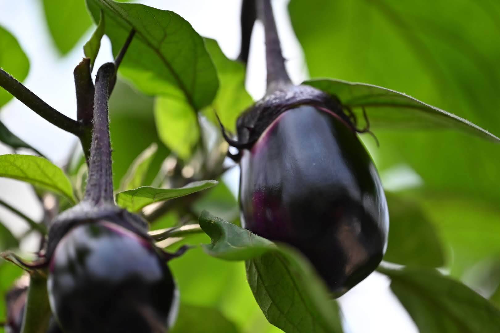 甘くてジューシー！生食に特化した泉州水なす ～サラダ・ナス～ 6個