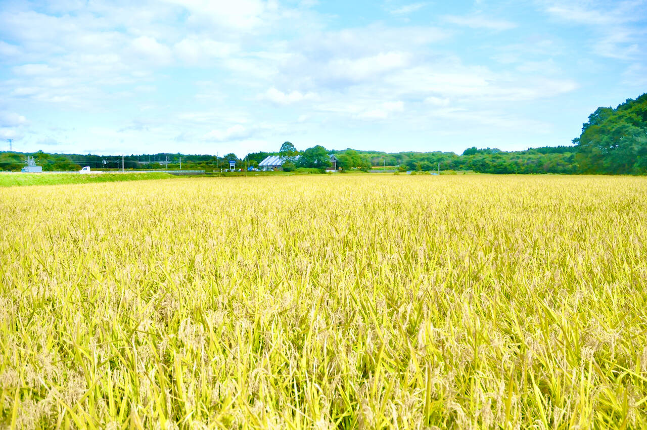 稲作本店（FARM1739）へのレビュー・商品：栃木県｜食べチョク