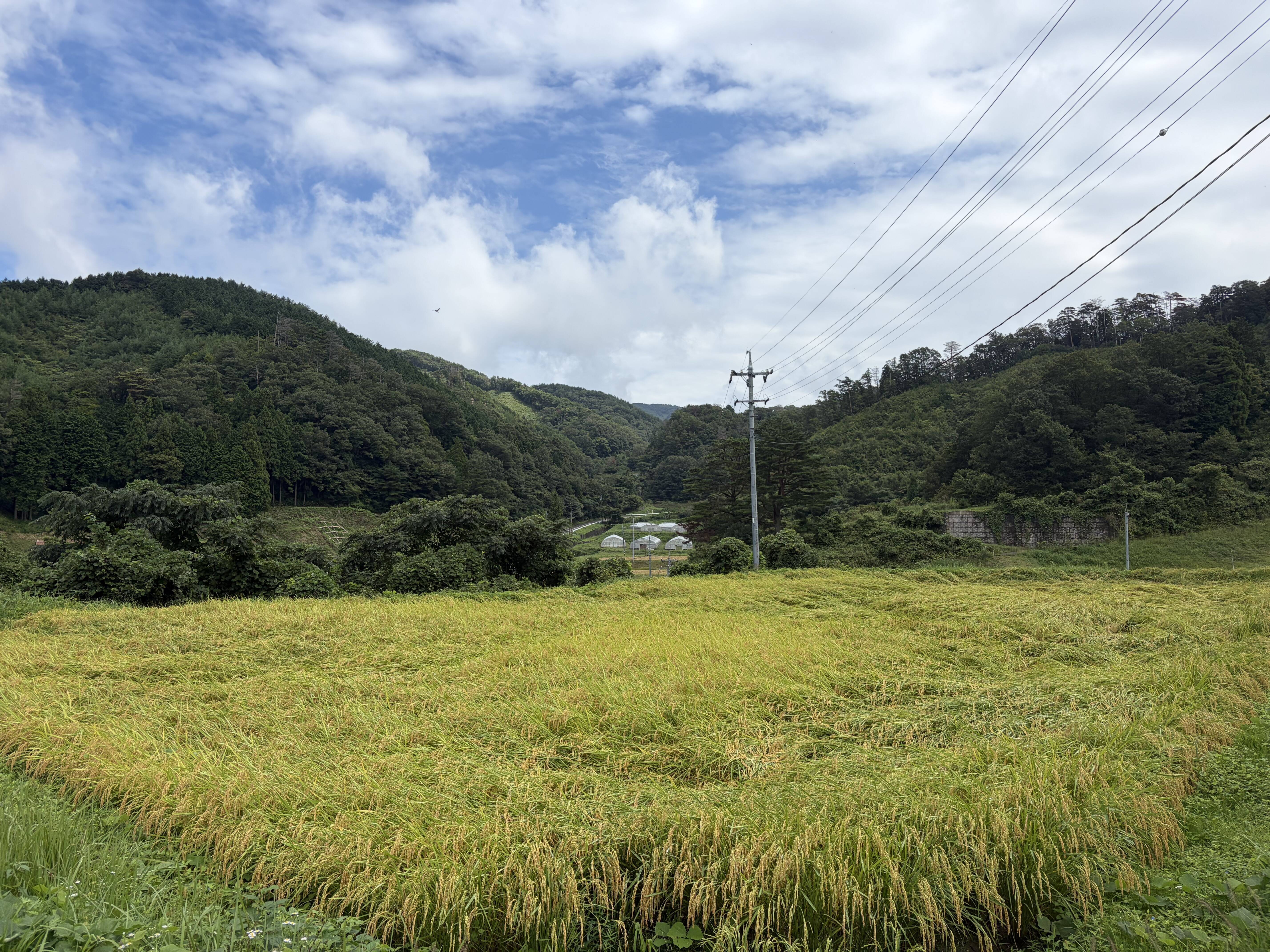 山水で作った「ゆうだい21」弥栄🎌玄米30kg-農薬・化学肥料不使用