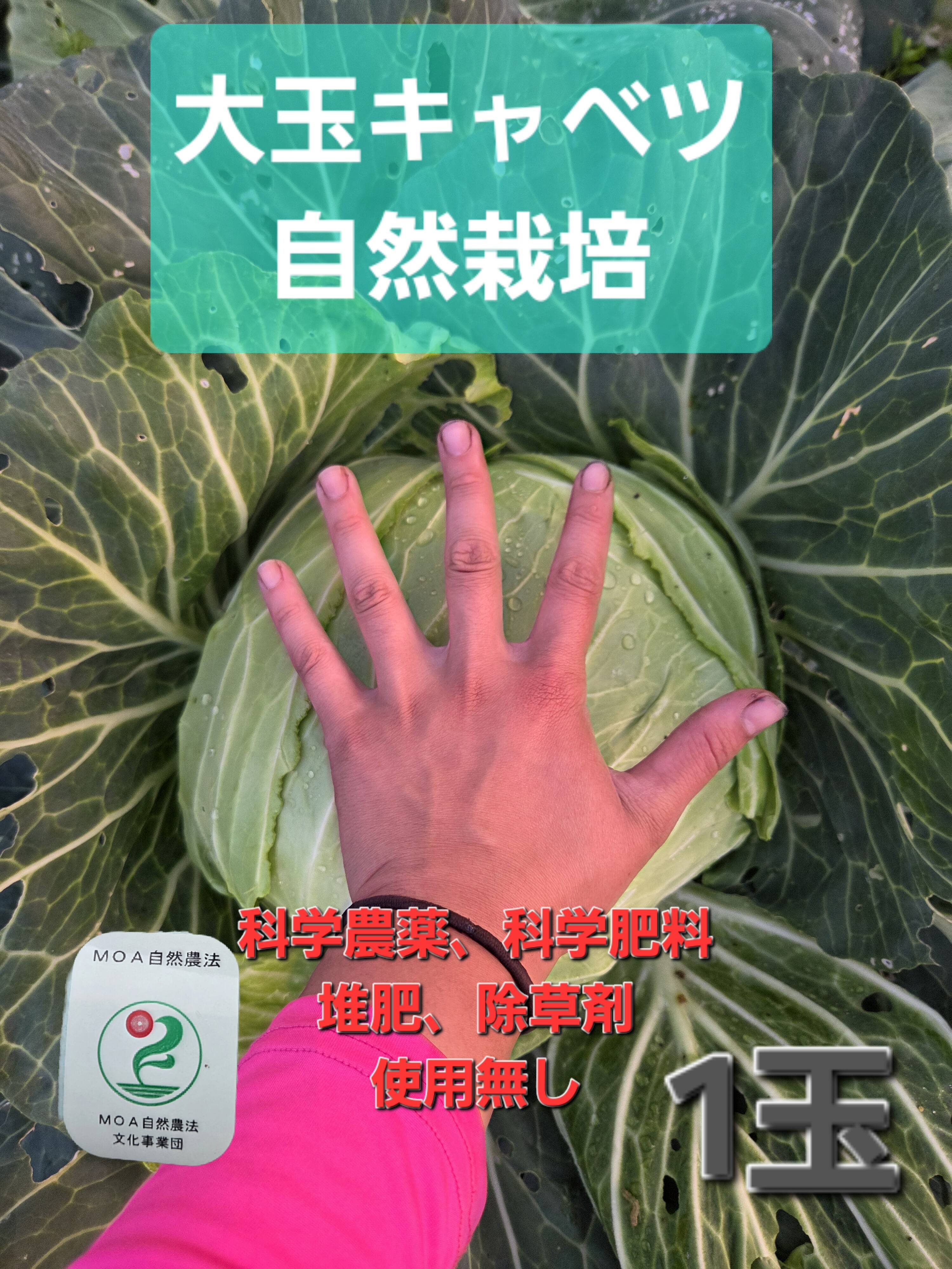 セール中！！自然栽培 大玉キャベツ 1玉：青森県産の野菜｜食べチョク