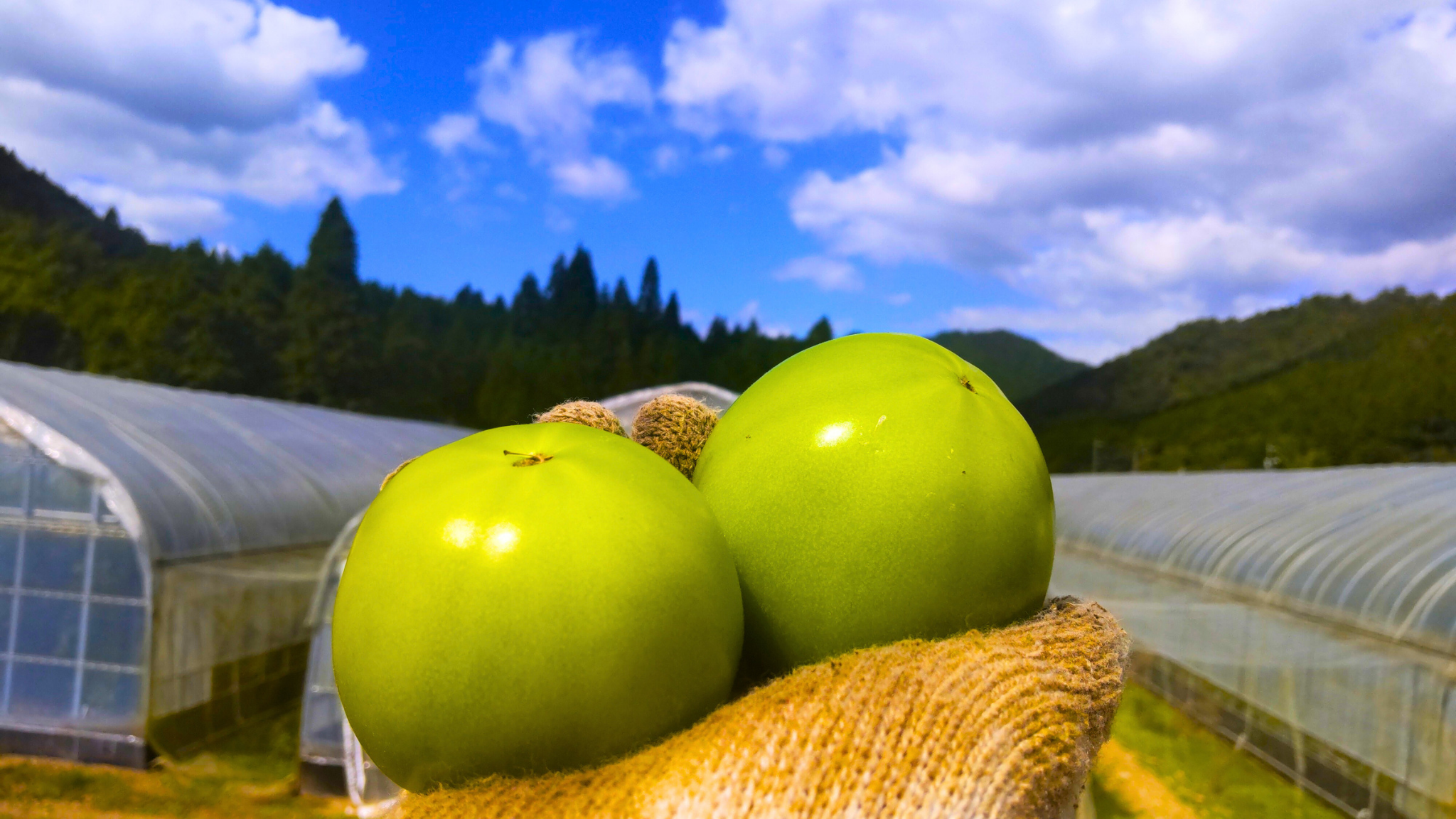 加工用・訳あり》未成熟の青いトマト 3kg・バラ：山口県産の麗月｜食べ