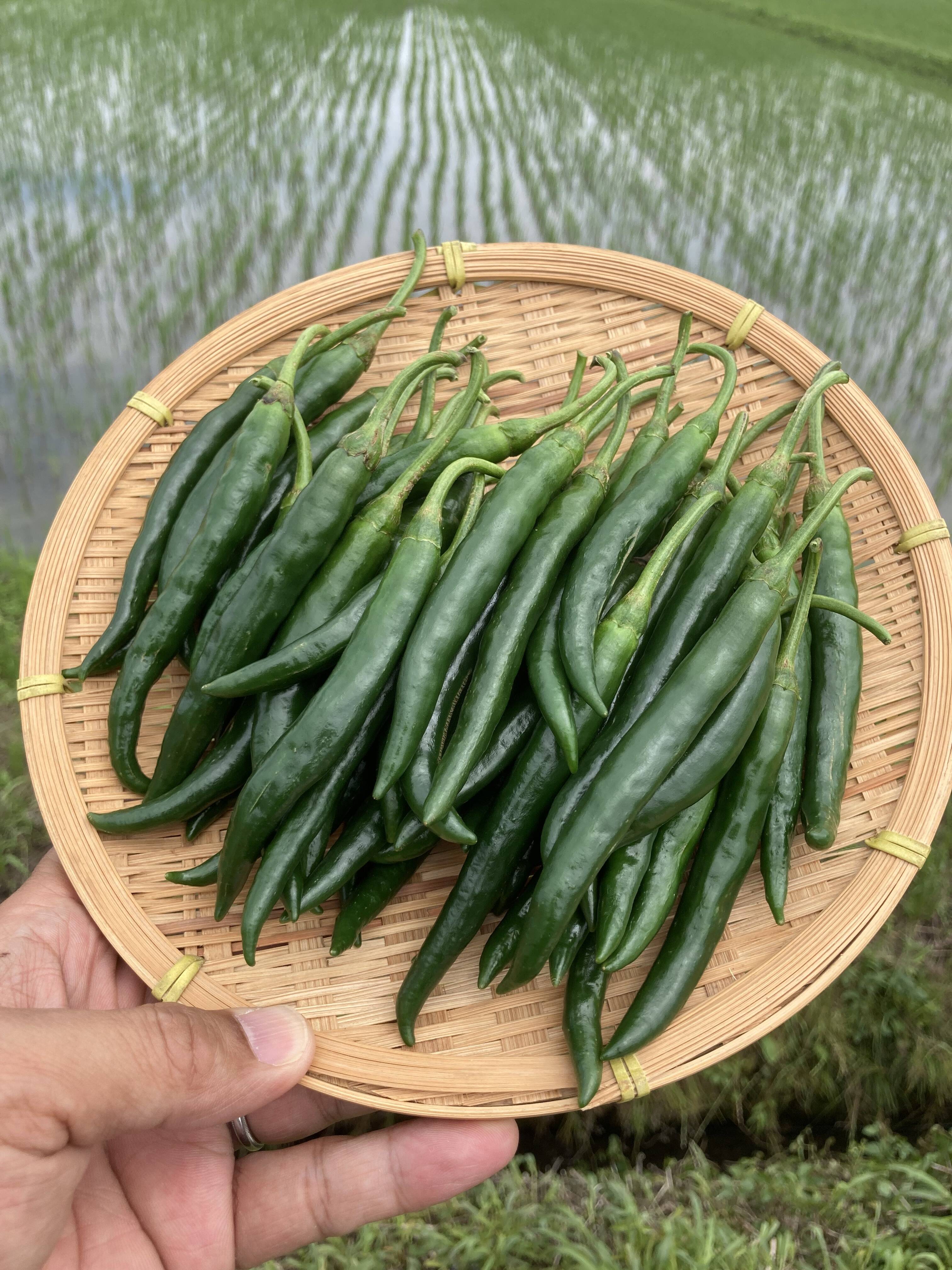 南房総市産!!フレッシュな青唐辛子（ホットパラソルEX）500g：千葉県