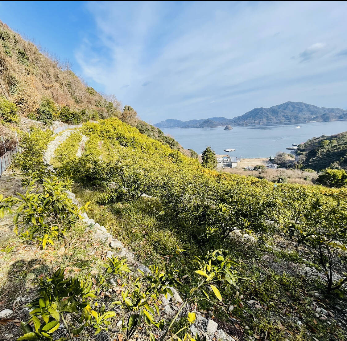 本州限定、サイズ小、橙5kg焼酎割最適レモン代替広島県産産地直送家庭用農家直送 楽天市場】レモン 国産 1kg 送料別 ＜9月下旬頃より順次出荷