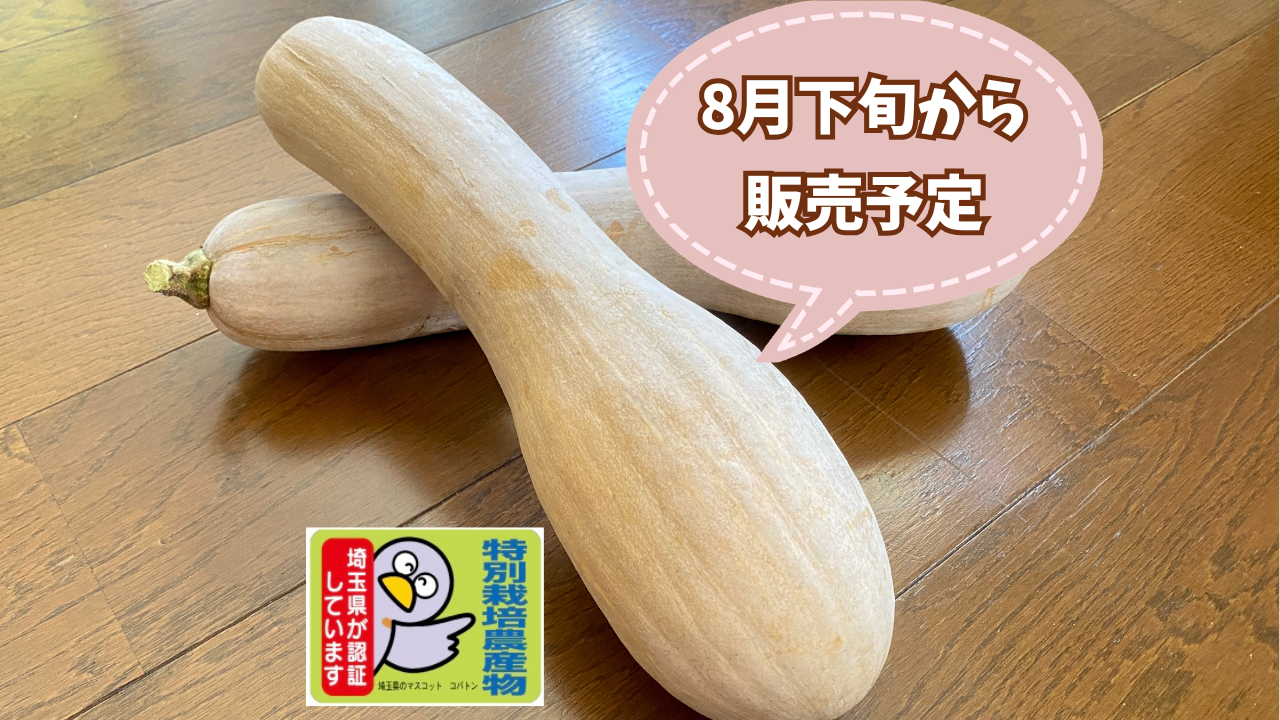 国産 春かぼちゃ 約5.5kg② 国産 春かぼちゃ 約5.5kg② 国産 春かぼちゃ 約5.5kg②の通販はau
