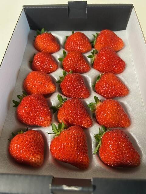 夏ギフト】さわやかな甘みと酸味がギュッと詰まった夏イチゴ🍓【山形S7