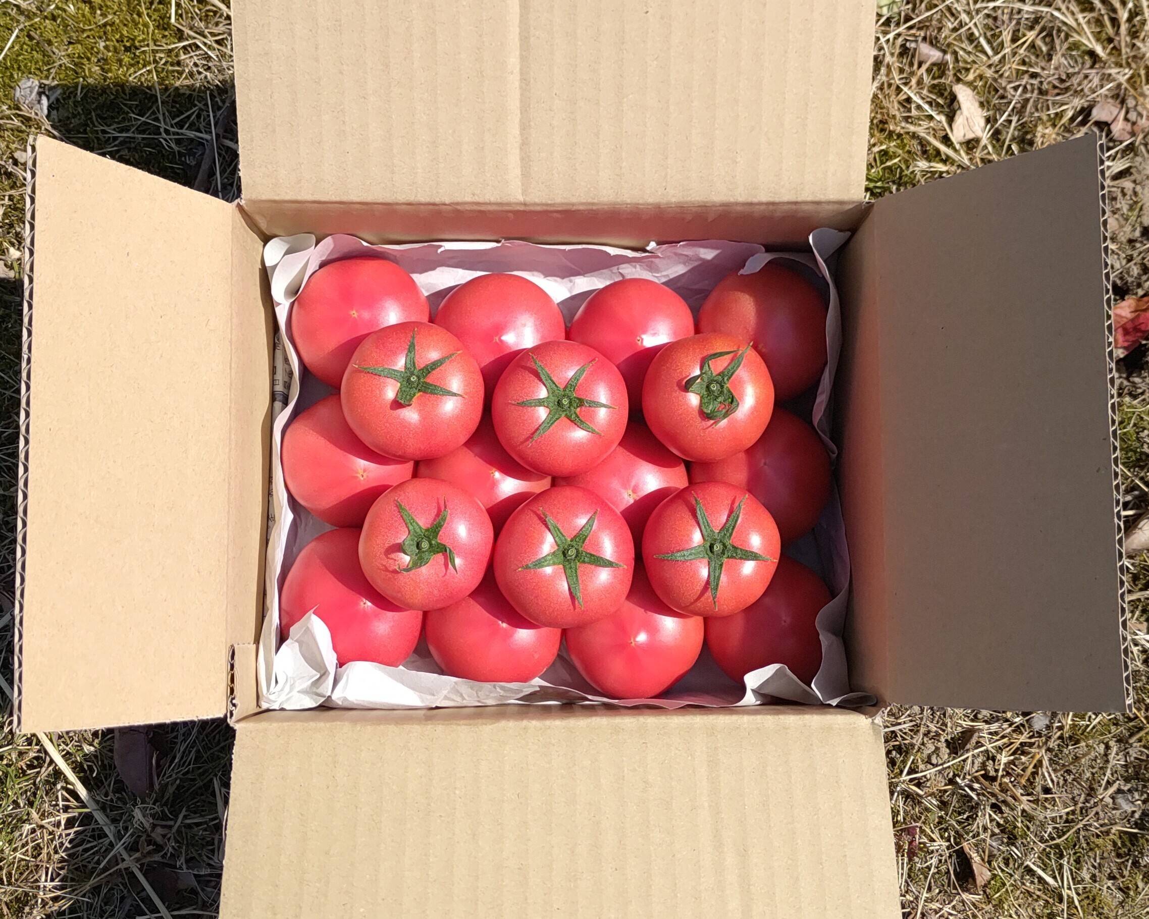 ブランドトマト「懐味とまと」 化粧箱 有限会社エクセルプラン様