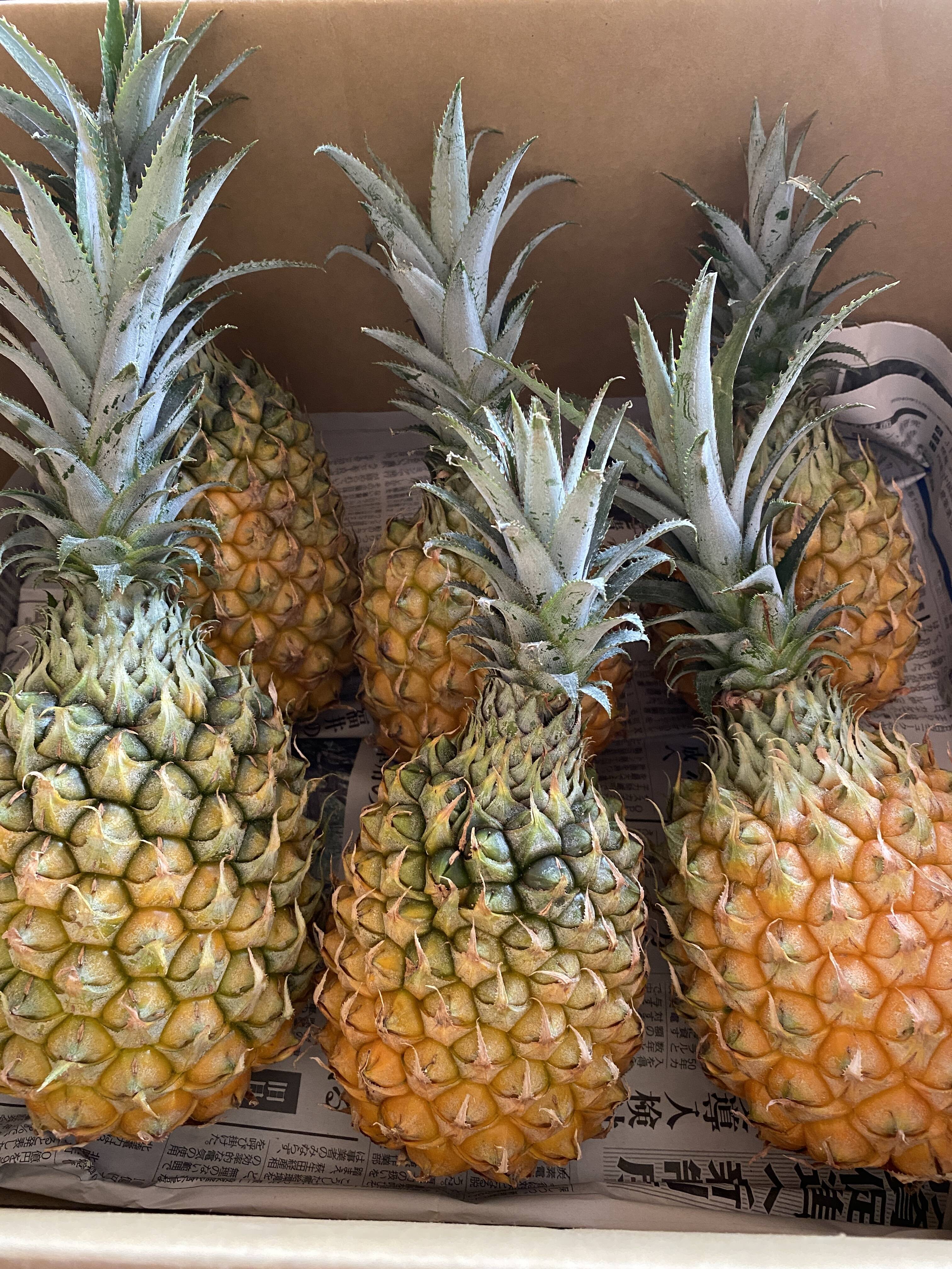 石垣島産「スナックパイン」3kg(2〜5玉入り)：沖縄県産のボゴール