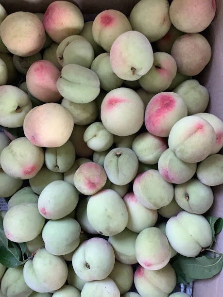 採れたて 若桃 摘果桃 でかい あかつき 10kg 若桃(摘果桃)10kg：岡山県産の白桃｜食べチョク｜産地直送(産直