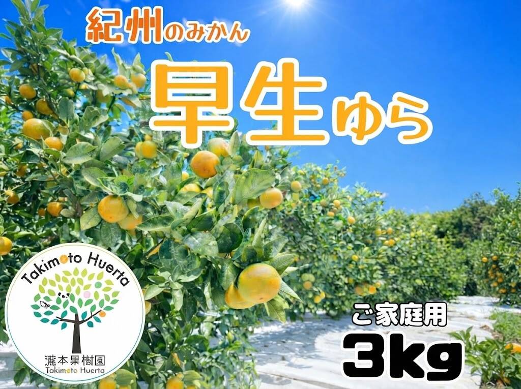 【予約販売】　大容量　ゆら早生みかん　３キロ　産地直送　和歌山県産　送料無料 和歌山県産 みかん ゆら早生 選り取り収穫 旬の味わい ご家庭用 農家