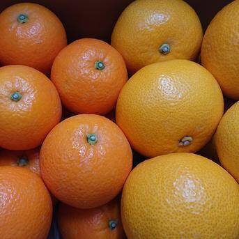 値下げ中【柑橘 食べ比べ セット】香り豊かな柑橘セット☆八朔と