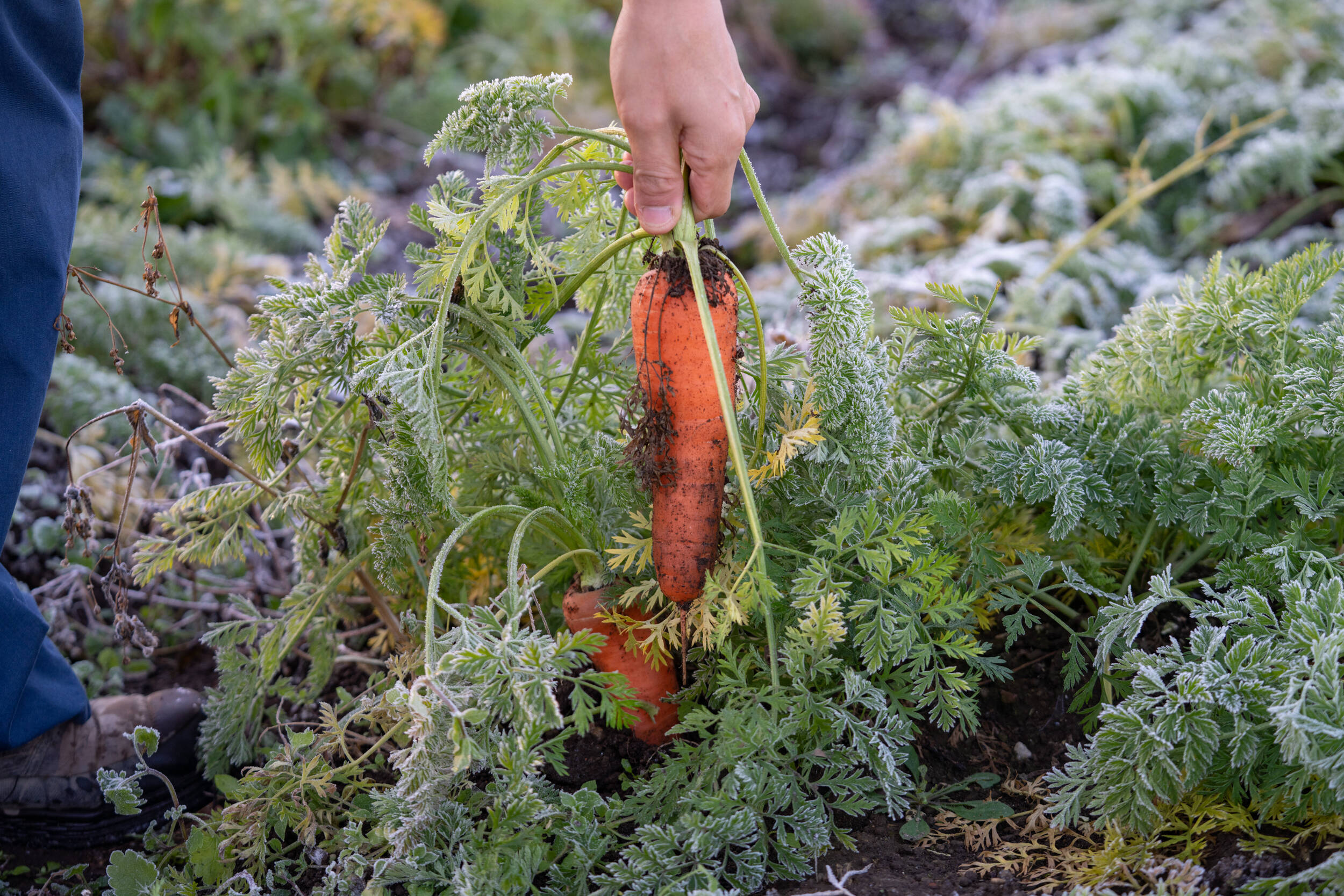 有機JAS認証】オーガニック人参（5kg）：群馬県産のその他にんじん