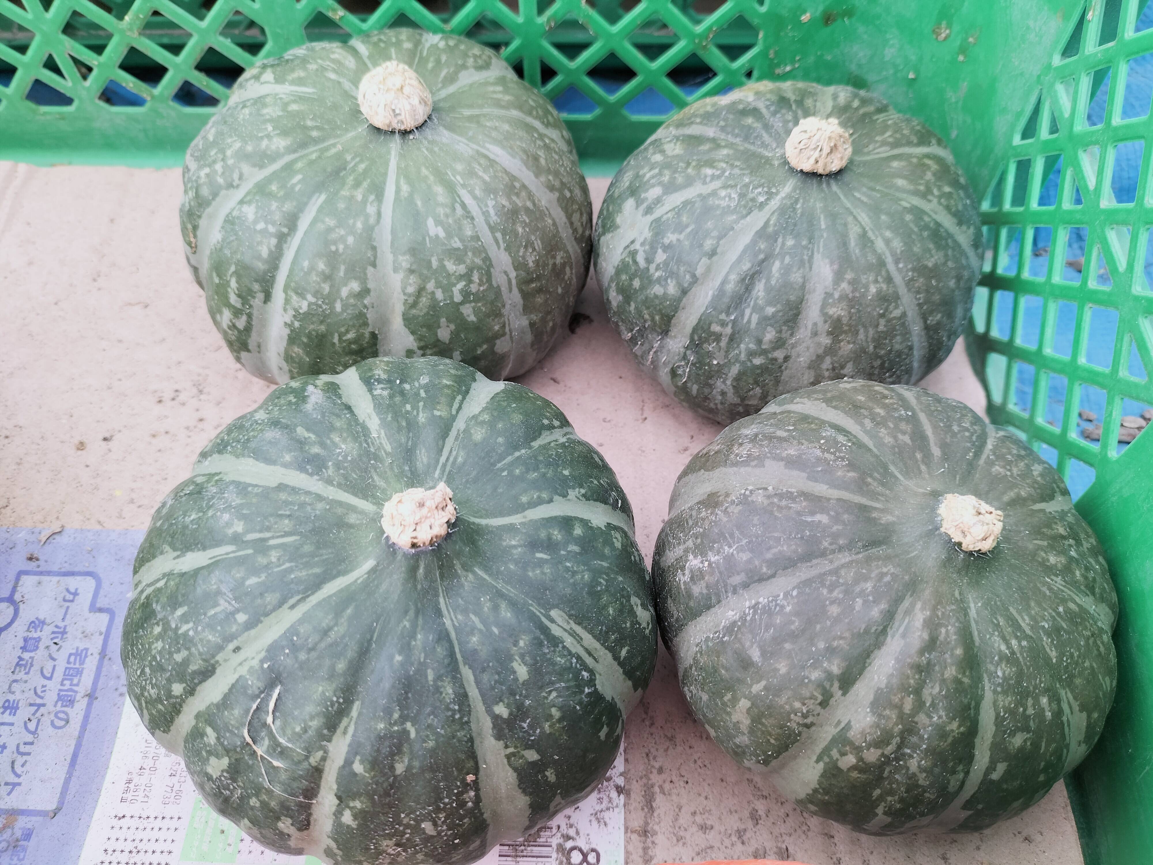 カボチャ ぼくちゃん 1.5kg（4-6玉）ホクホク甘い！カボチャ界の少彦名